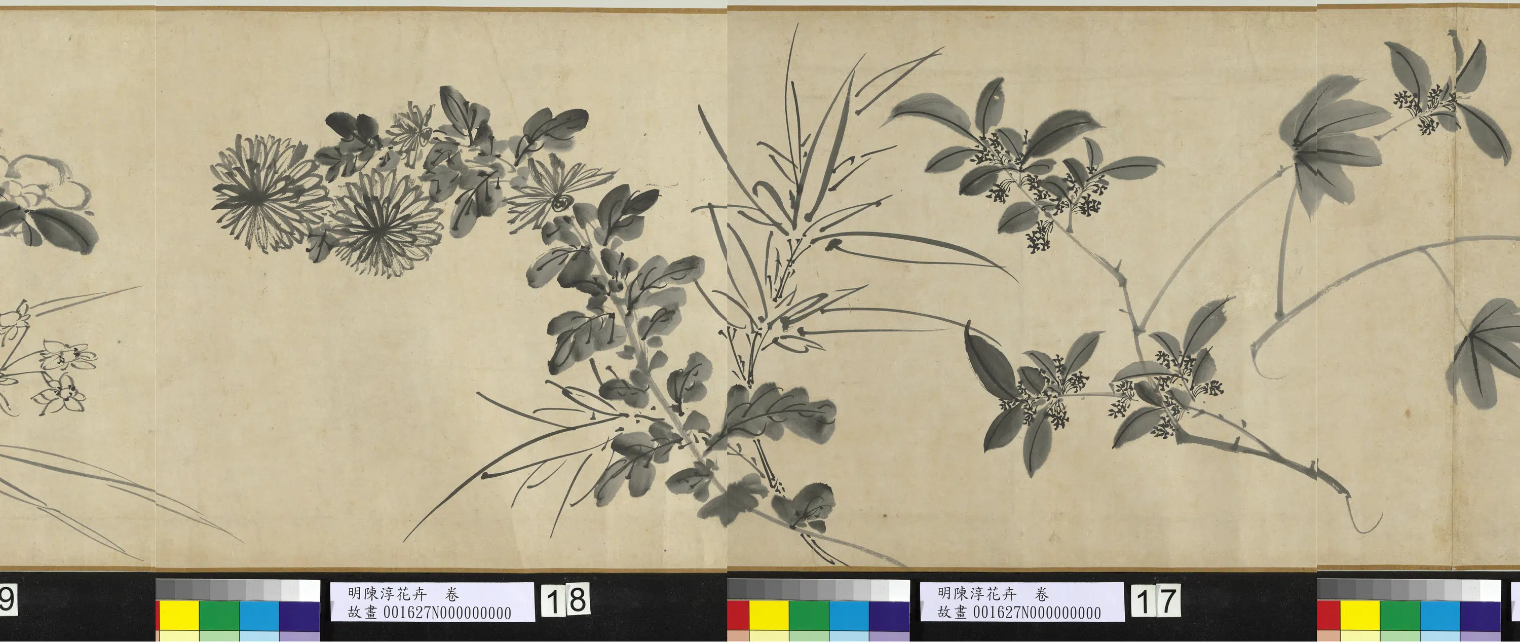 明朝【陈淳(道复)】《花卉图卷》 第3张 明朝【陈淳(道复)】《花卉图卷》 第3张