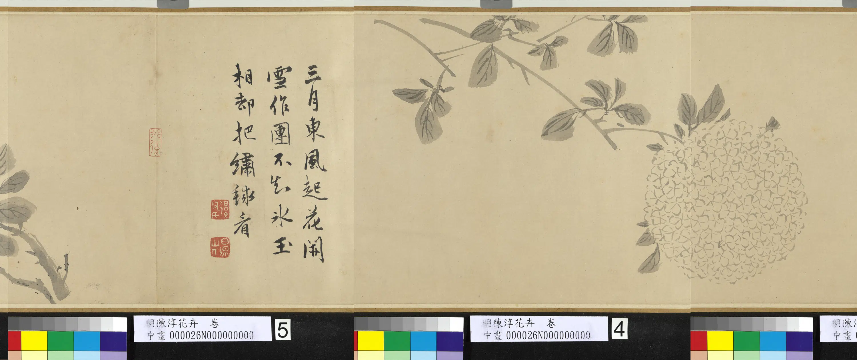 明朝【陈淳(道复)】《花卉图卷-1》 第7张 明朝【陈淳(道复)】《花卉图卷-1》 第7张