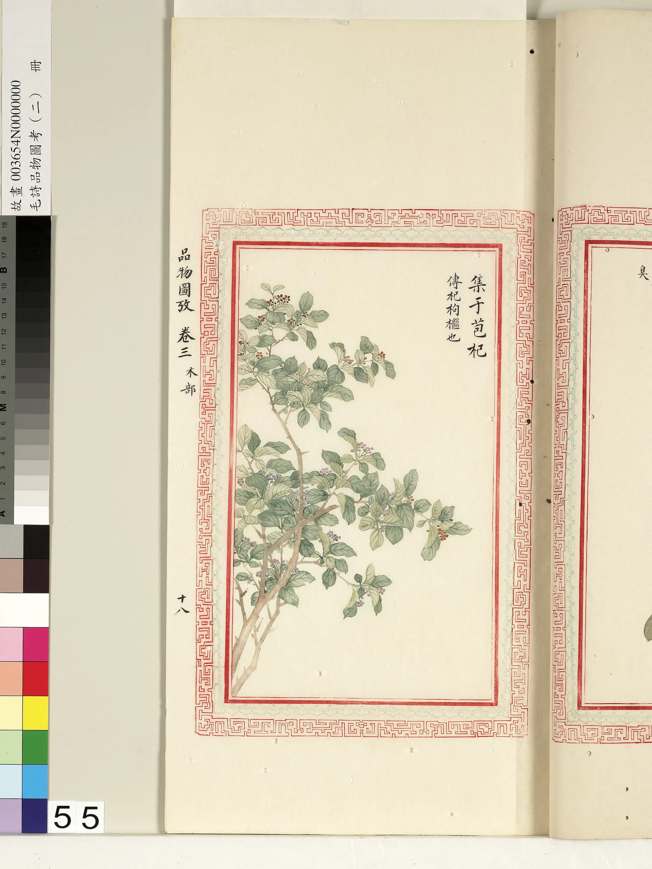 清朝【佚名】《毛诗品物图考（二）册-集于苞杞-1》