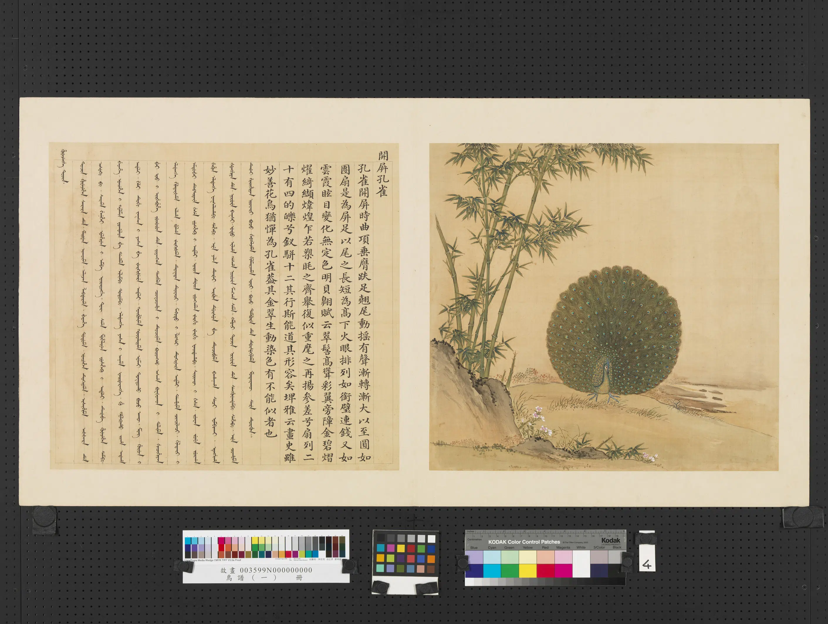 清代【佚名】《鸟谱（一）册-开屏孔雀》