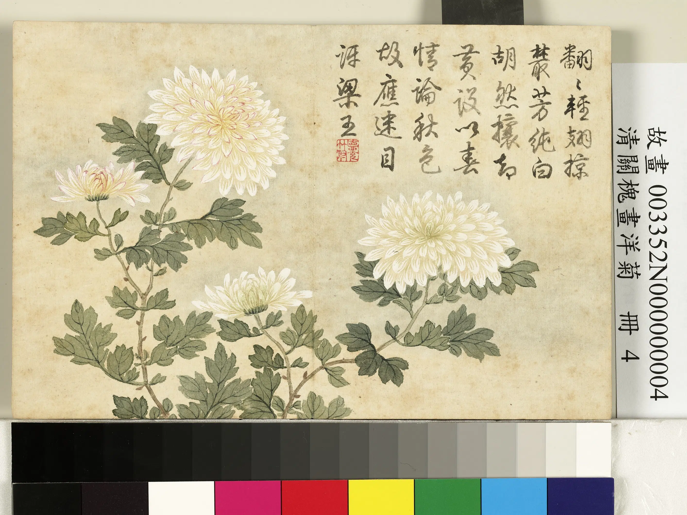 清代【关槐】《画洋菊册》 第6张