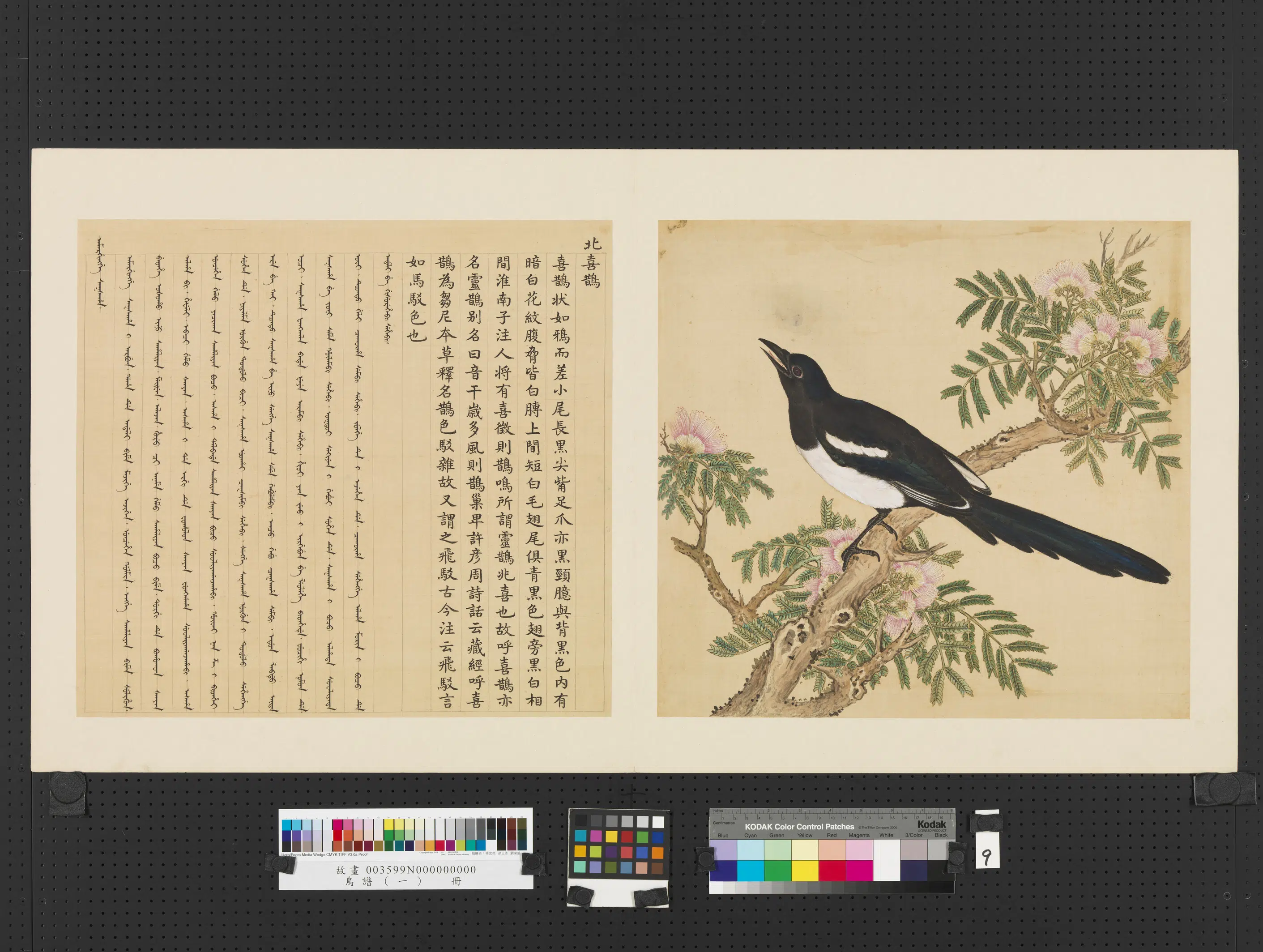 《鸟谱(一)册》 第2张 《鸟谱(一)册》 第2张