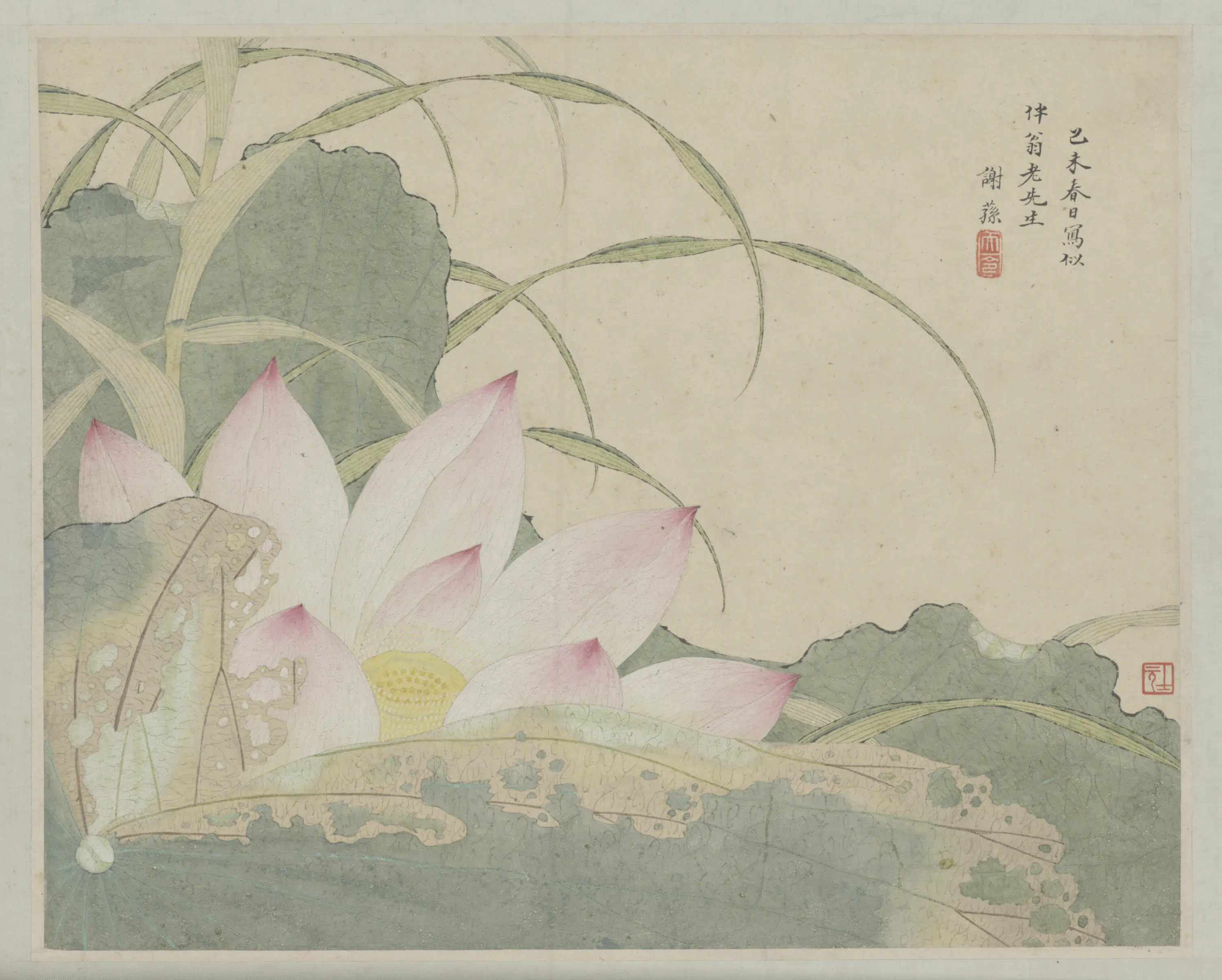 清代【谢荪】《金陵诸家山水花卉册-荷花页》