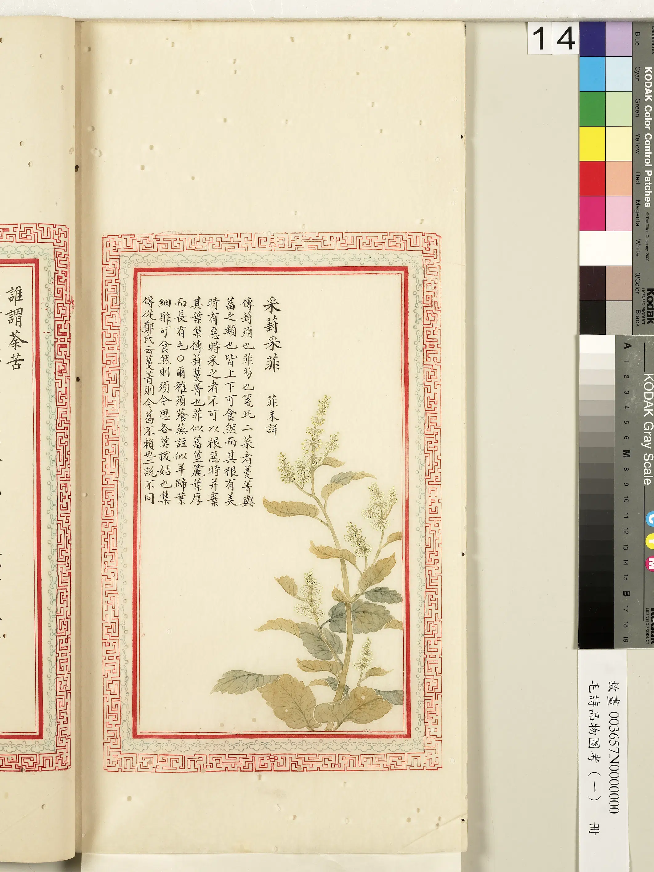 清朝【佚名】《毛诗品物图考（一）册-采葑采菲-2》