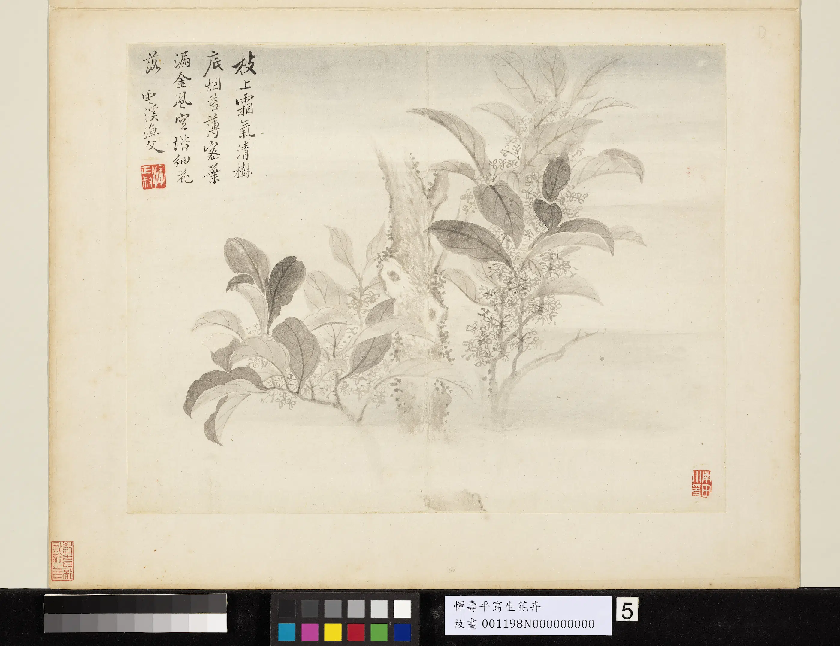清代【恽寿平】《写生花卉册》 第4张 清代【恽寿平】《写生花卉册》 第4张