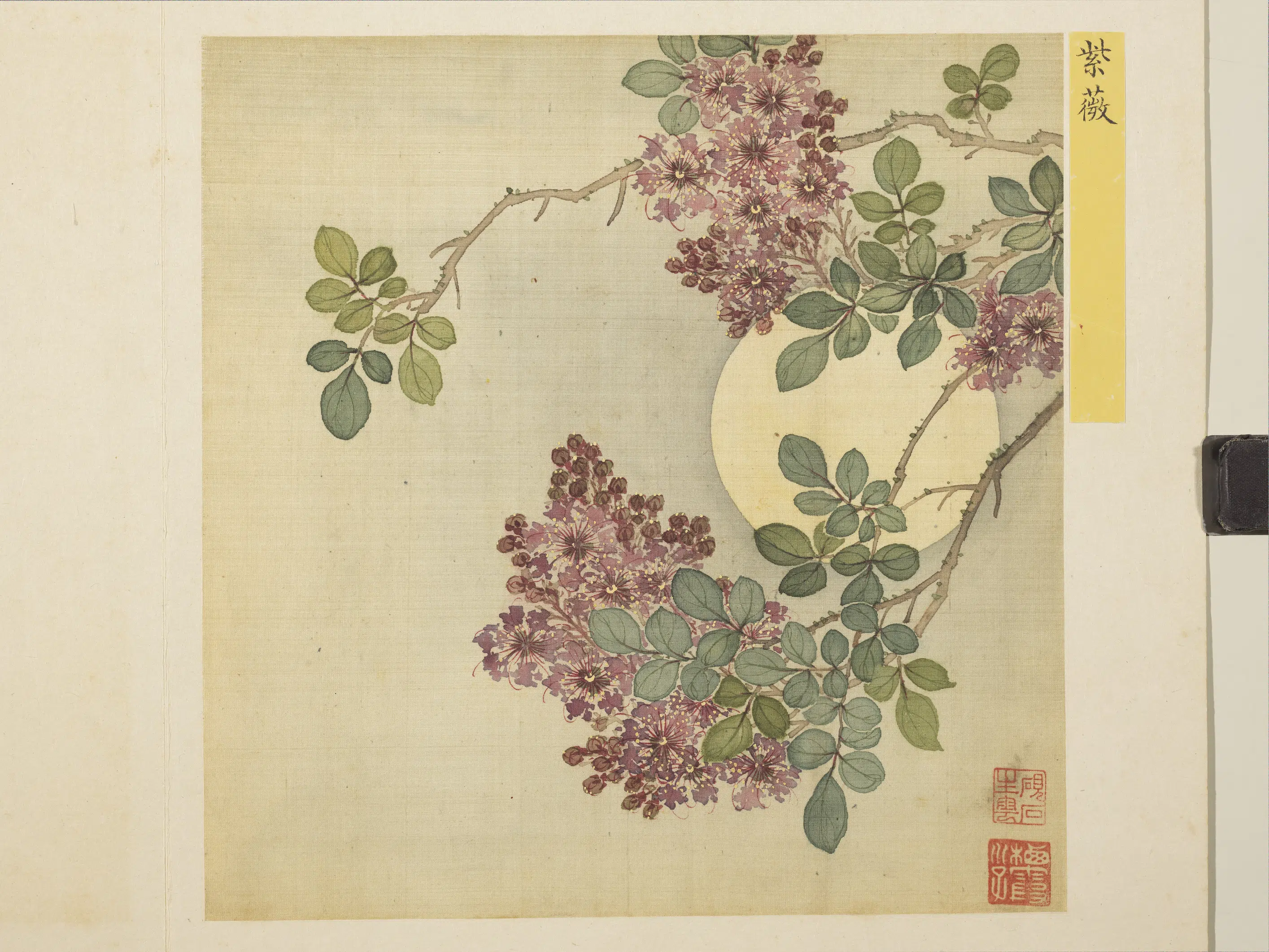 清朝【马元驭】《花卉册-紫薇》