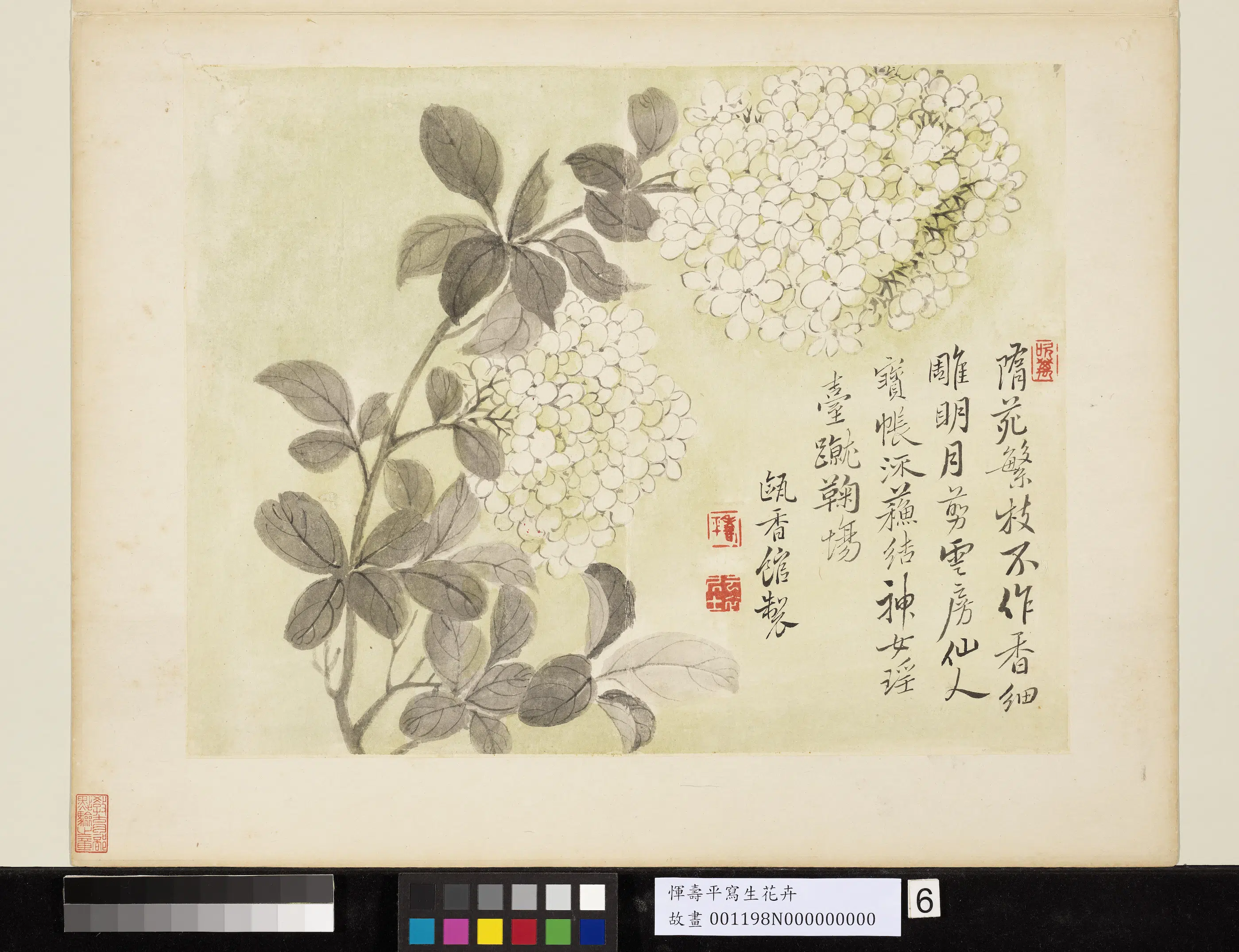清代【恽寿平】《写生花卉册-绣球花》