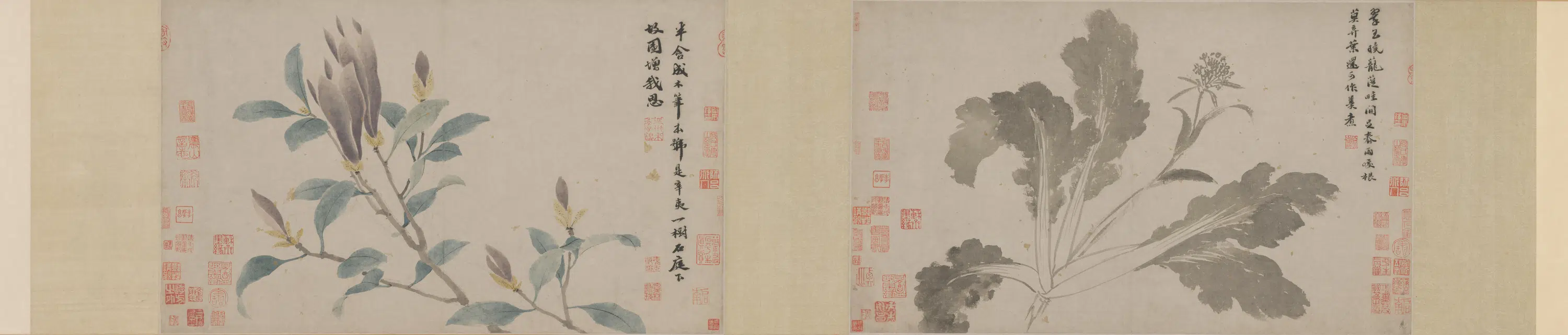 明代【沈周】《辛夷墨菜图卷》