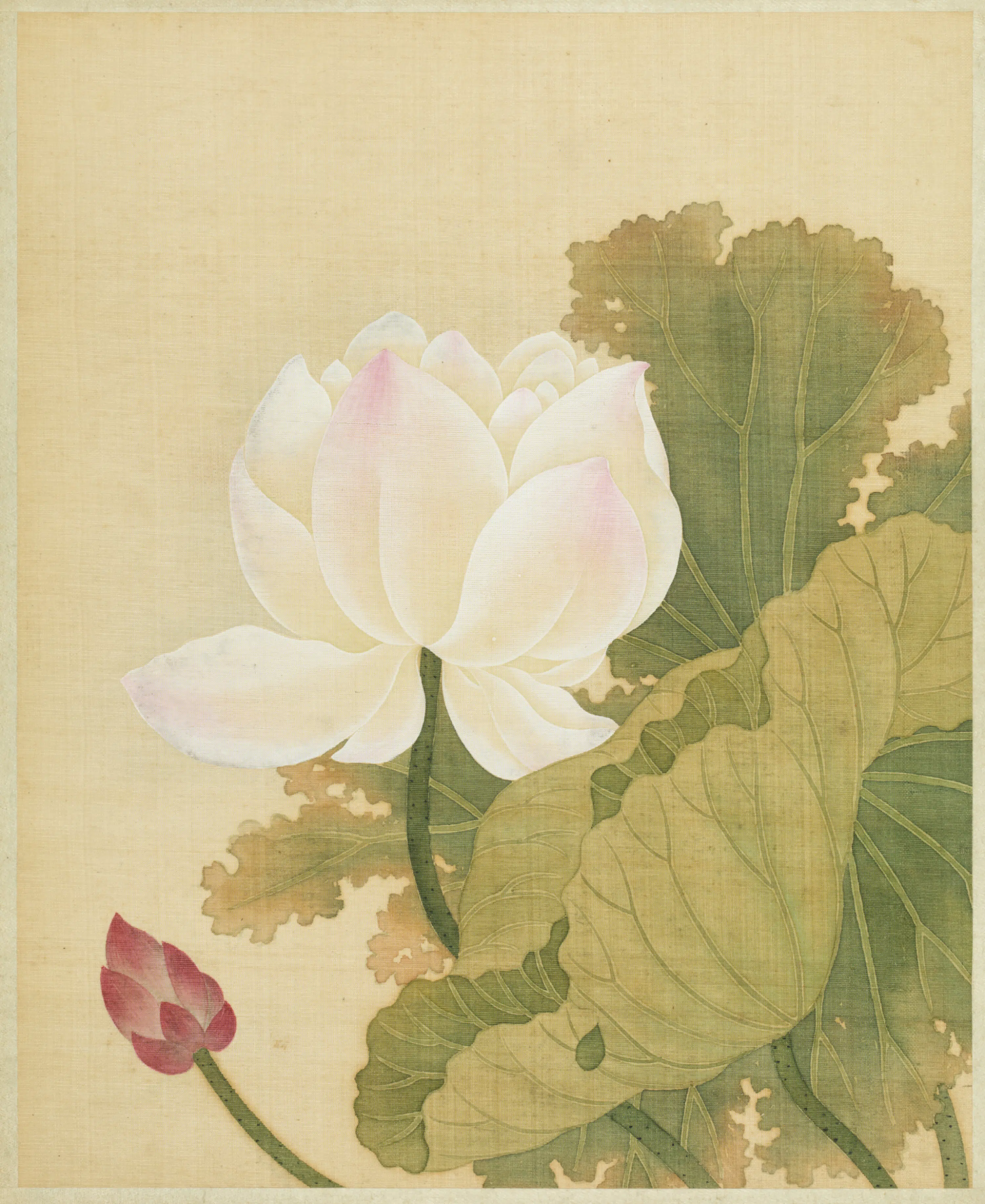 清代【范廷镇】《花卉图册》 第2张