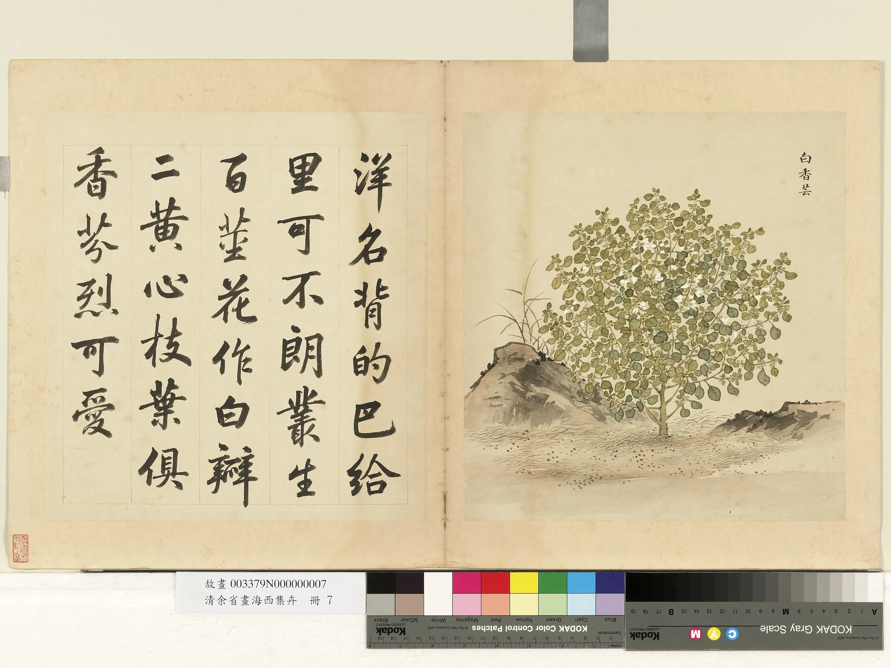 清代【余省】《画海西集卉册-白香芸》