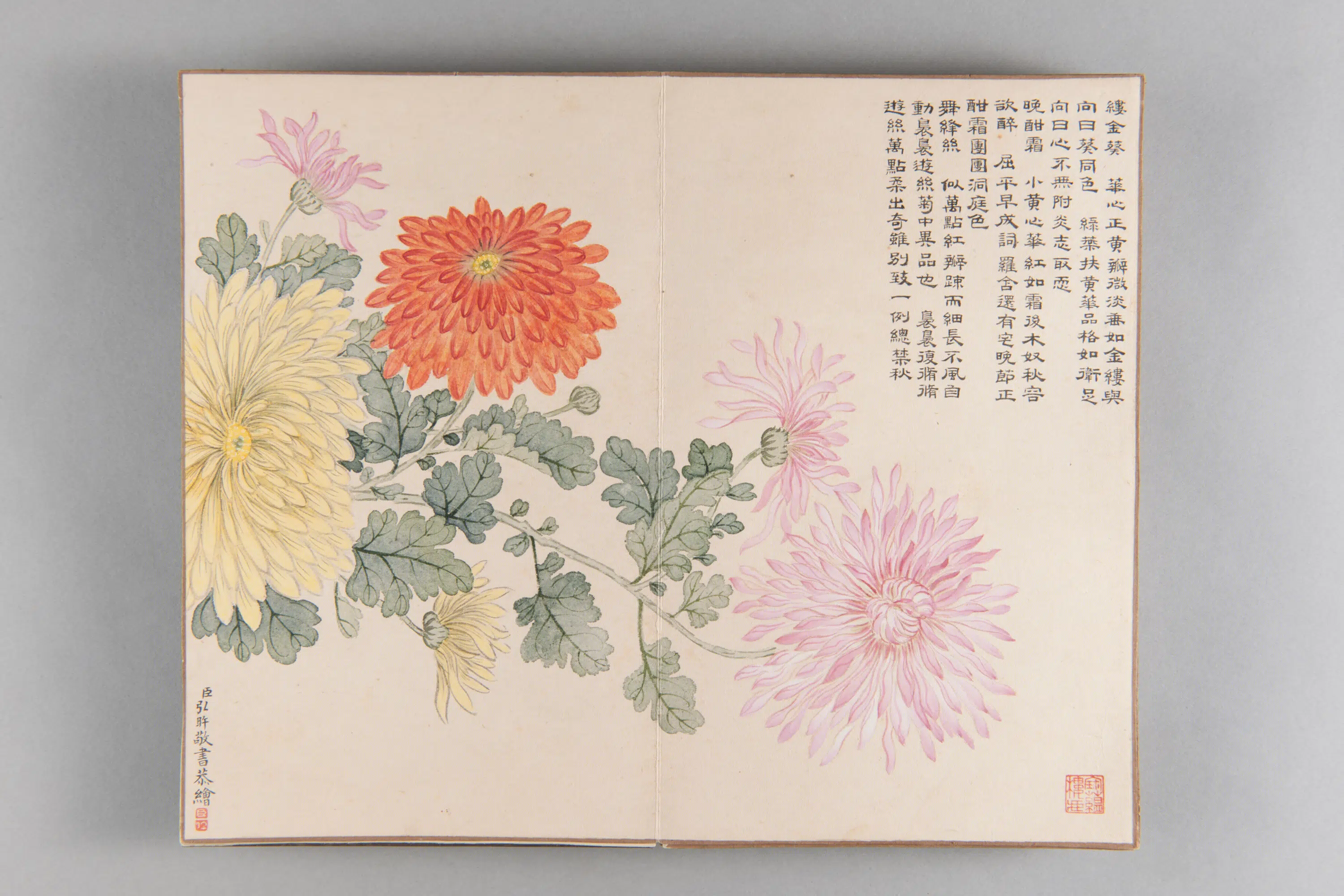 清代【爱新觉罗弘旿】《洋菊图册(15开)》 第7张 清代【爱新觉罗弘旿】《洋菊图册(15开)》 第7张