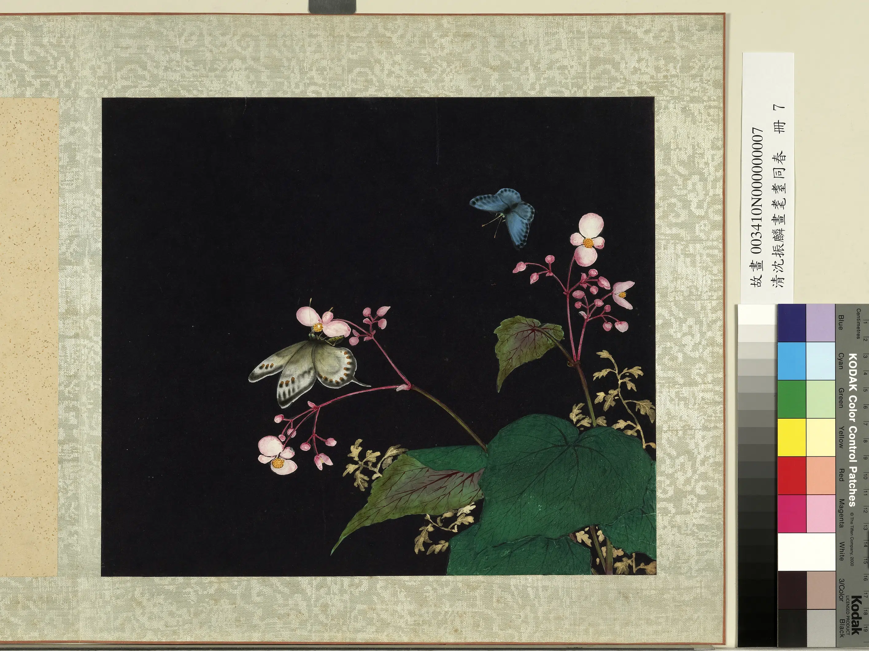 清朝【沈振麟】《画耄耋同春册_秋海棠》