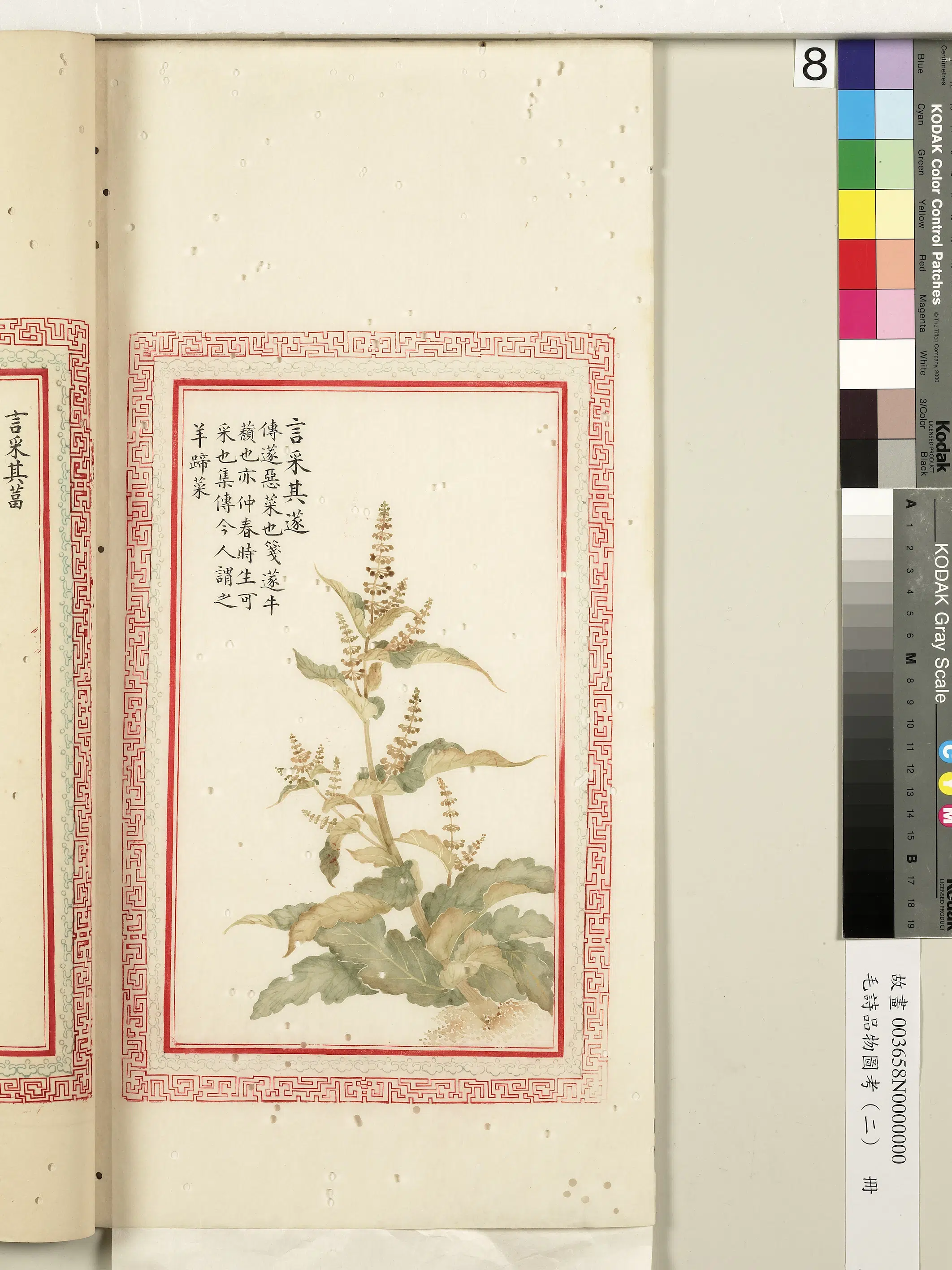 清代《毛诗品物图考（二）册-2》 第53张