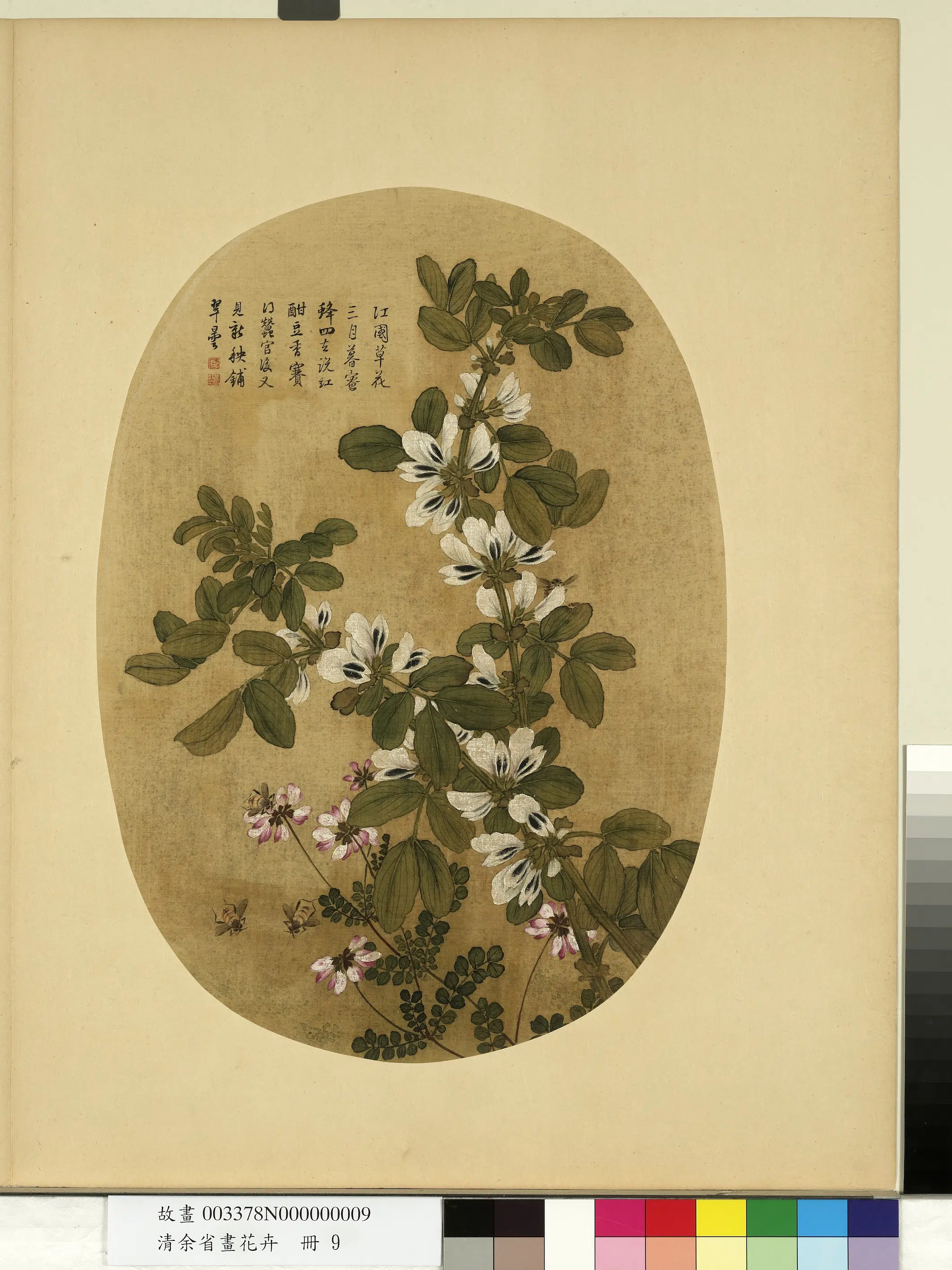 清代【余省】《画花卉册-蚕豆花紫花地丁》