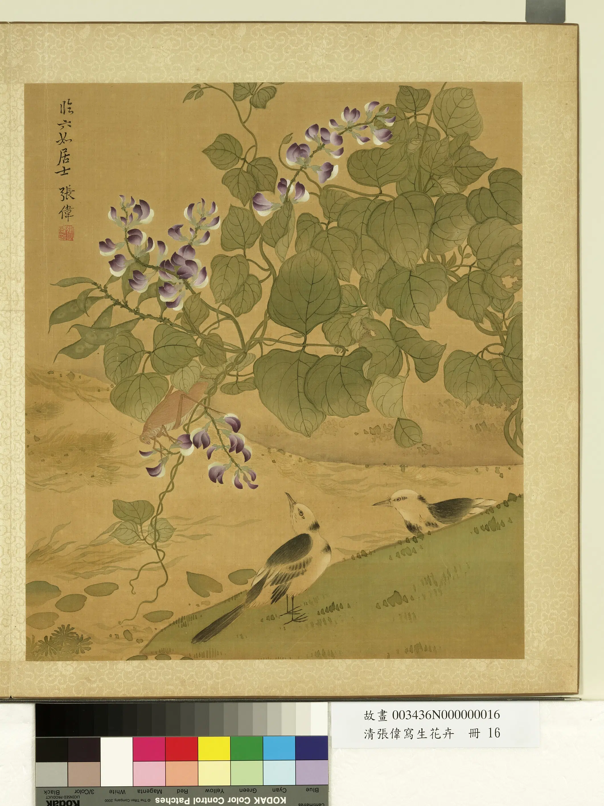 清代【张伟】《写生花卉册-荳花脊鸰》