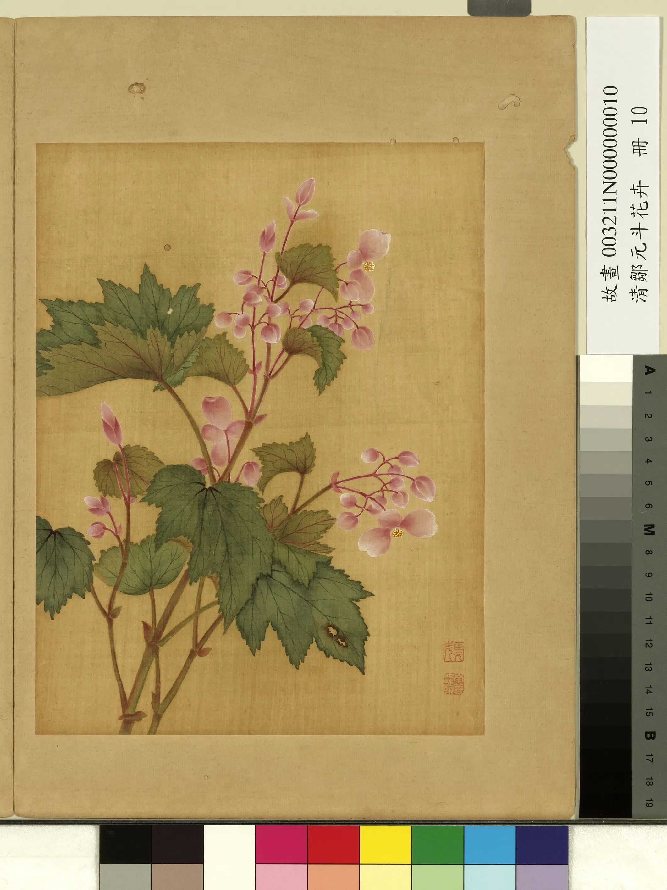 清代【邹元斗】《花卉册-秋海棠》