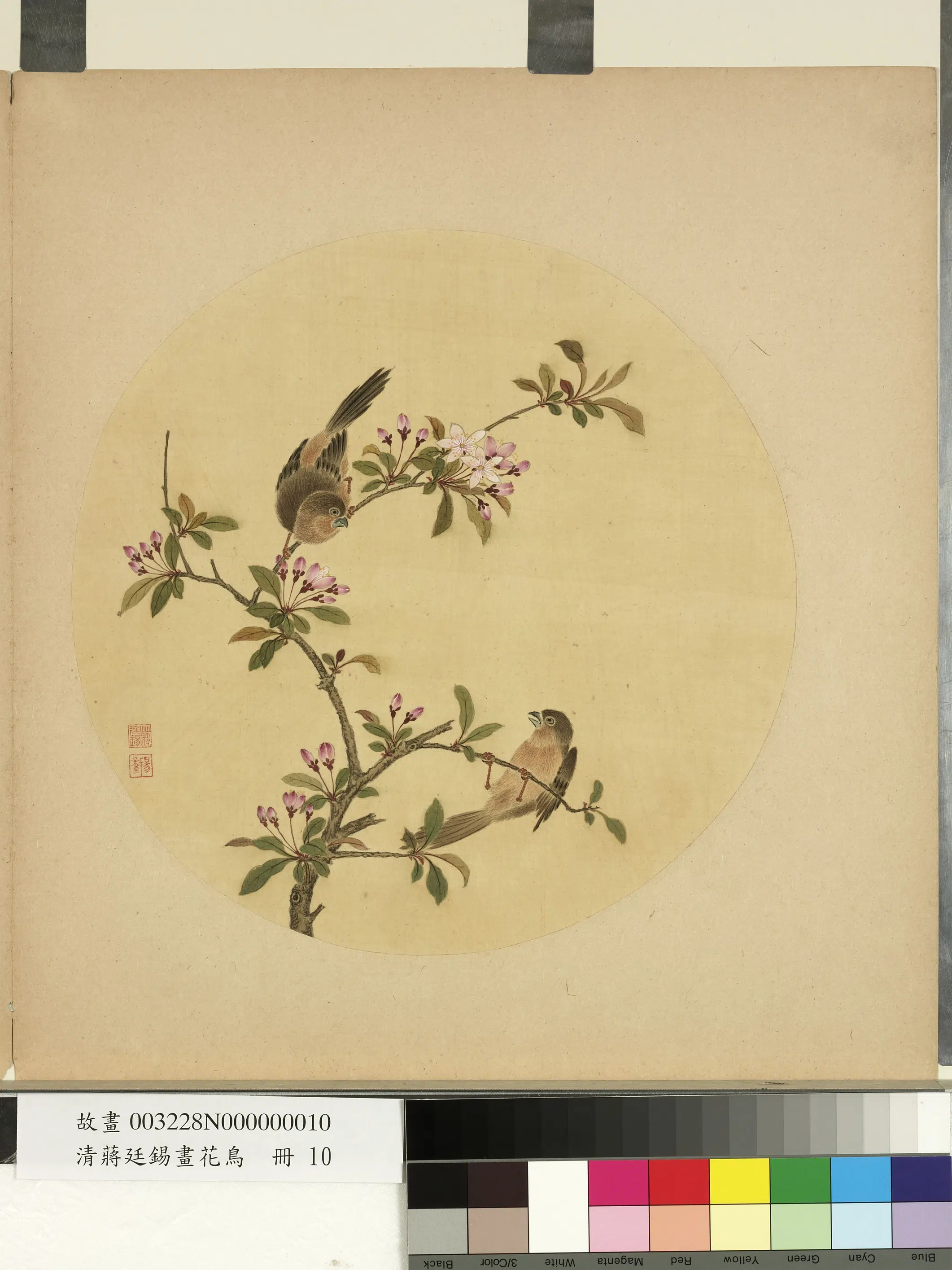 清代【蒋廷锡】《画花鸟册-2》 第12张 清代【蒋廷锡】《画花鸟册-2》 第12张