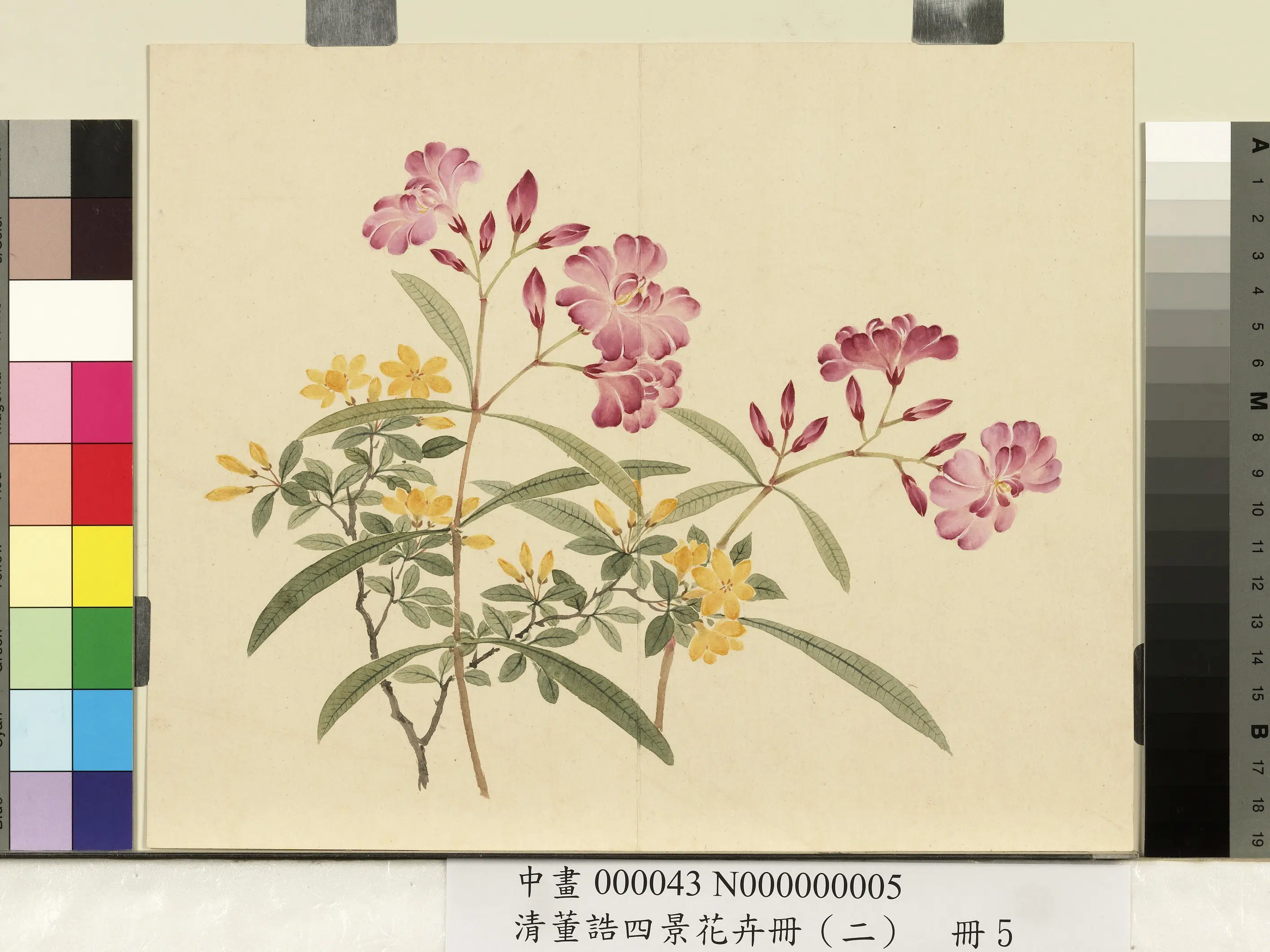 清代【董诰】《四景花卉册（二）册-夏景花卉之五》 第1张
