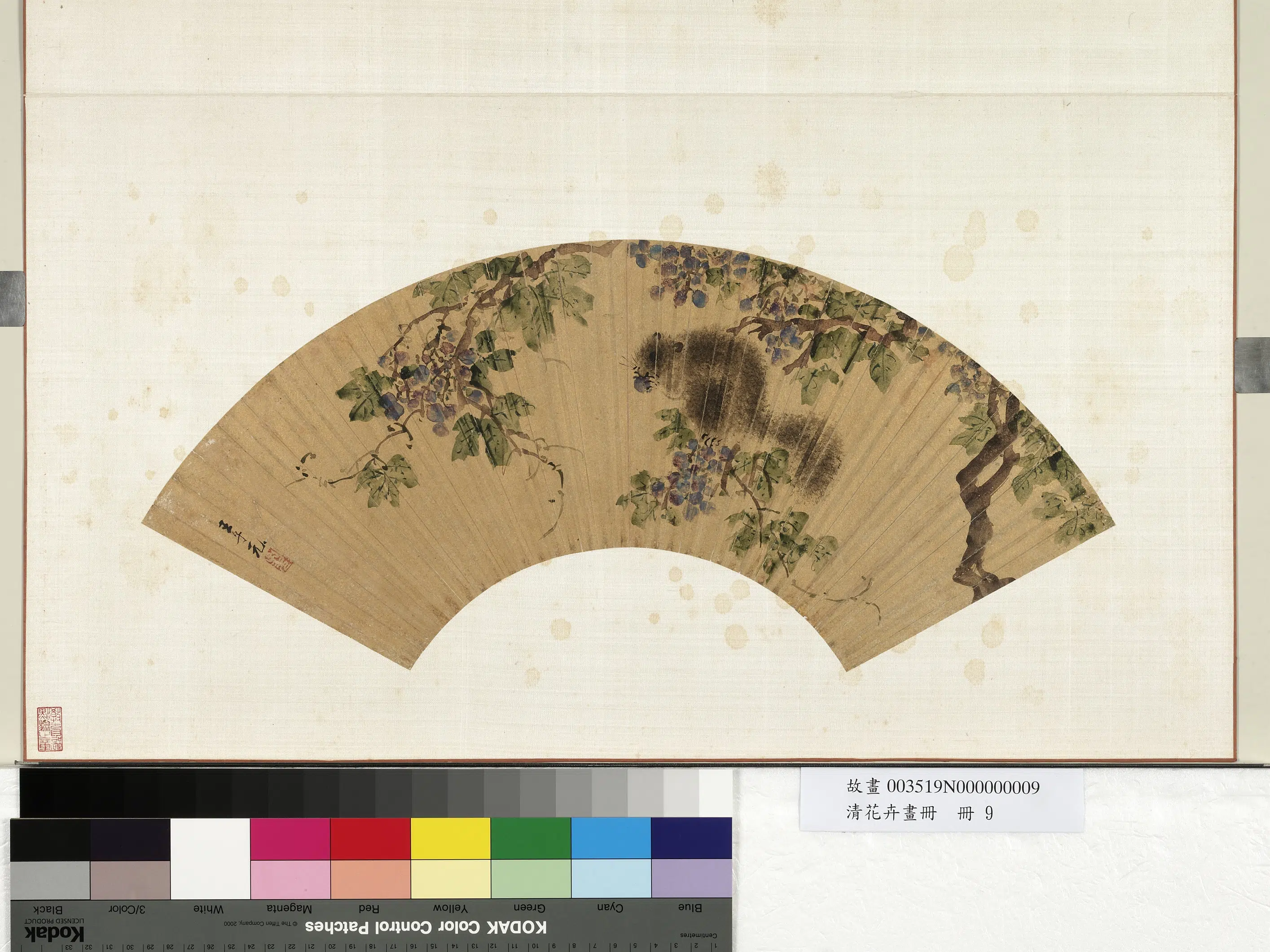 《花卉画册-5》 第8张