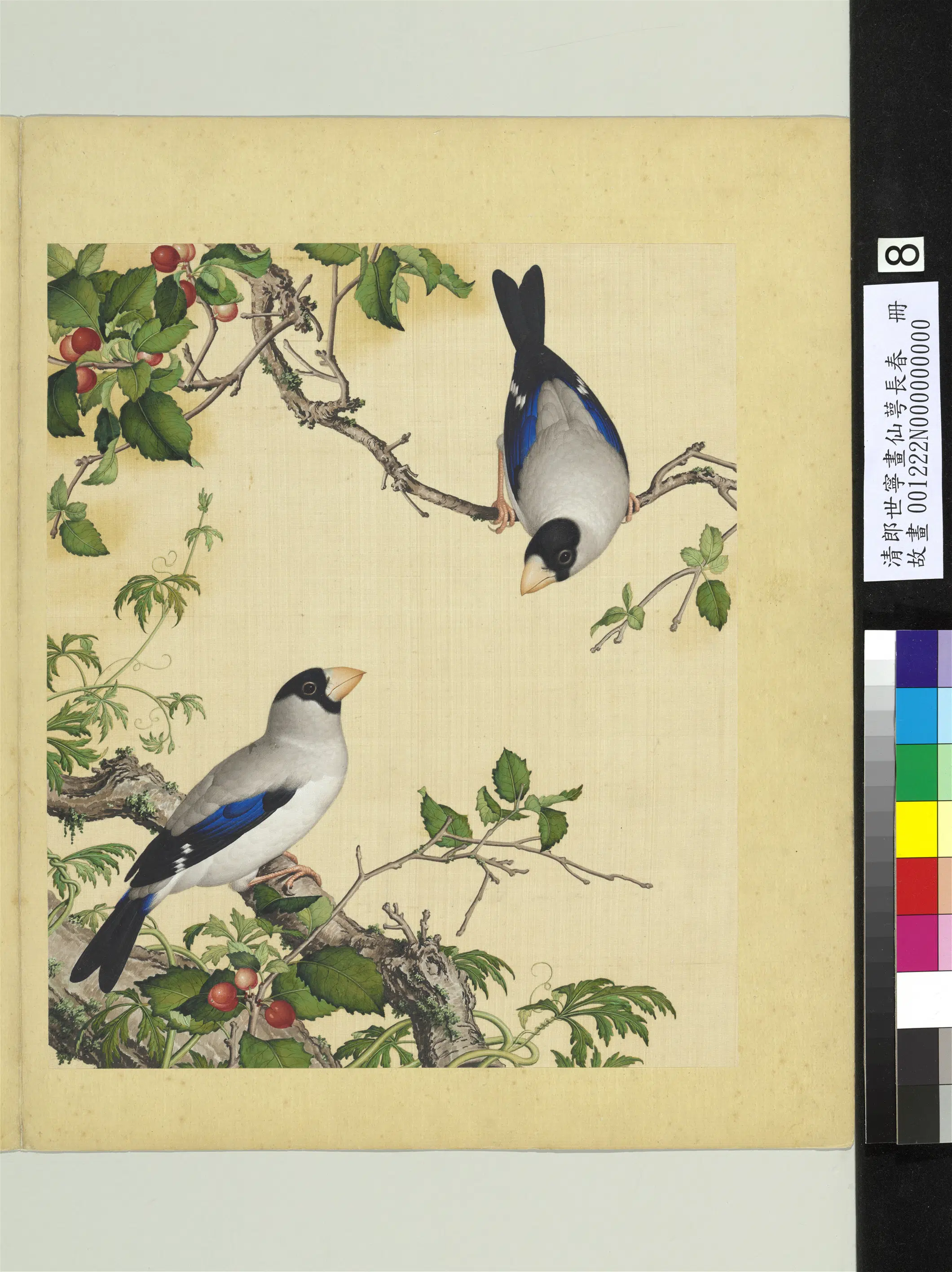 清代【郎世宁】《画仙萼长春册》 第2张 清代【郎世宁】《画仙萼长春册》 第2张