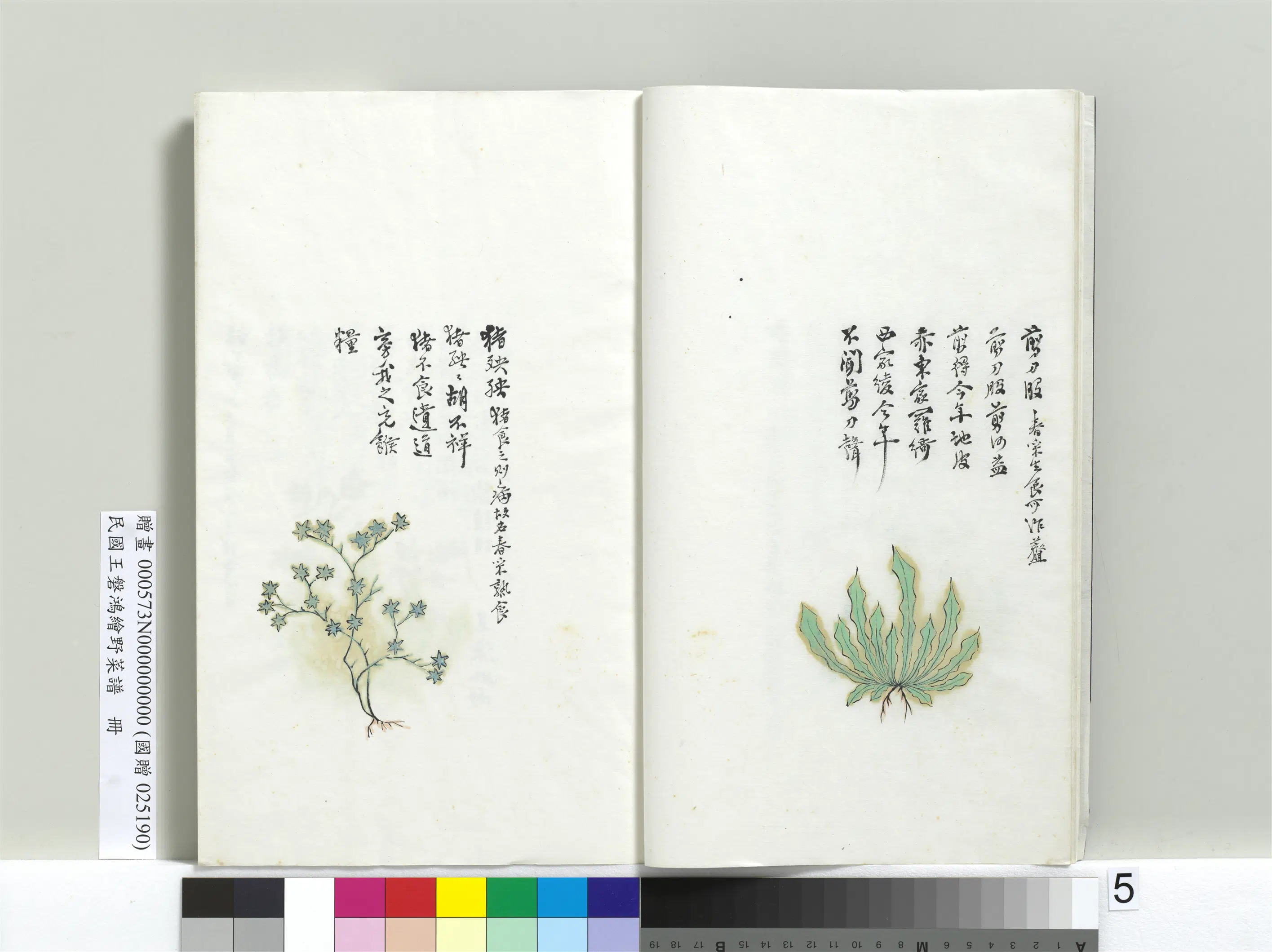 《绘王盘野菜谱册-剪刀股》