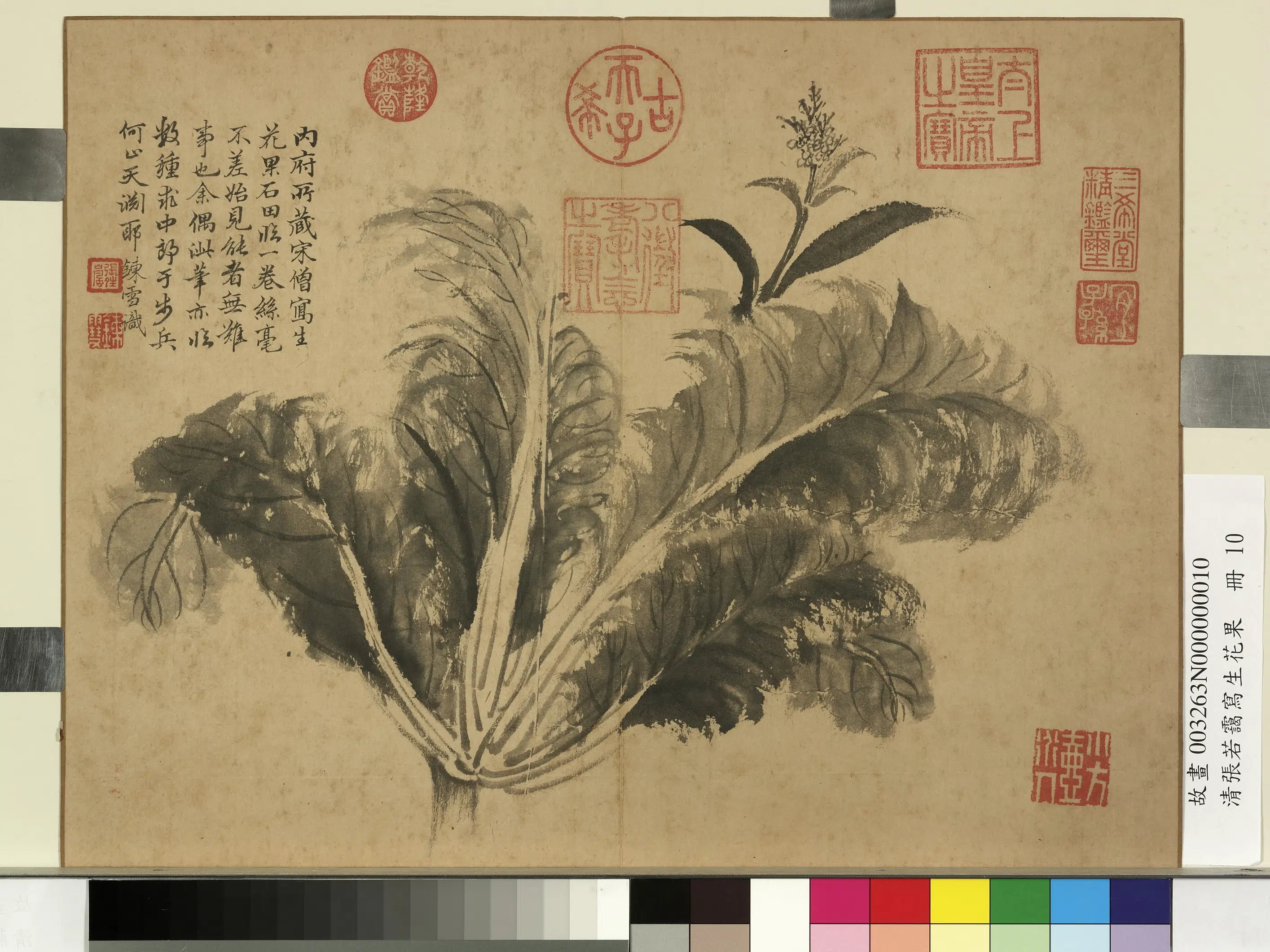 清代【张若霭】《写生花果册-菘》