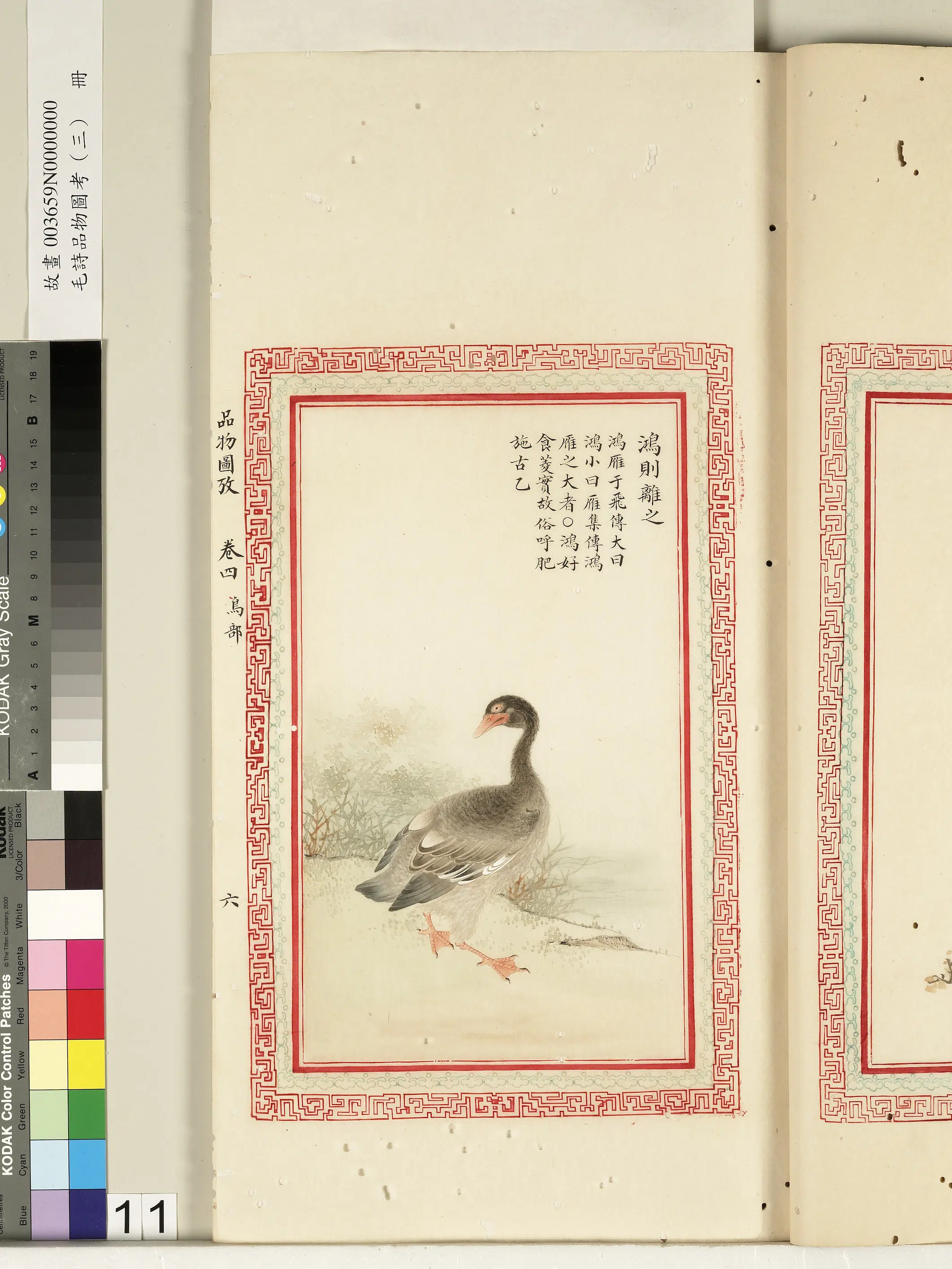 清朝【佚名】《毛诗品物图考（三）册-鸿则离之-2》