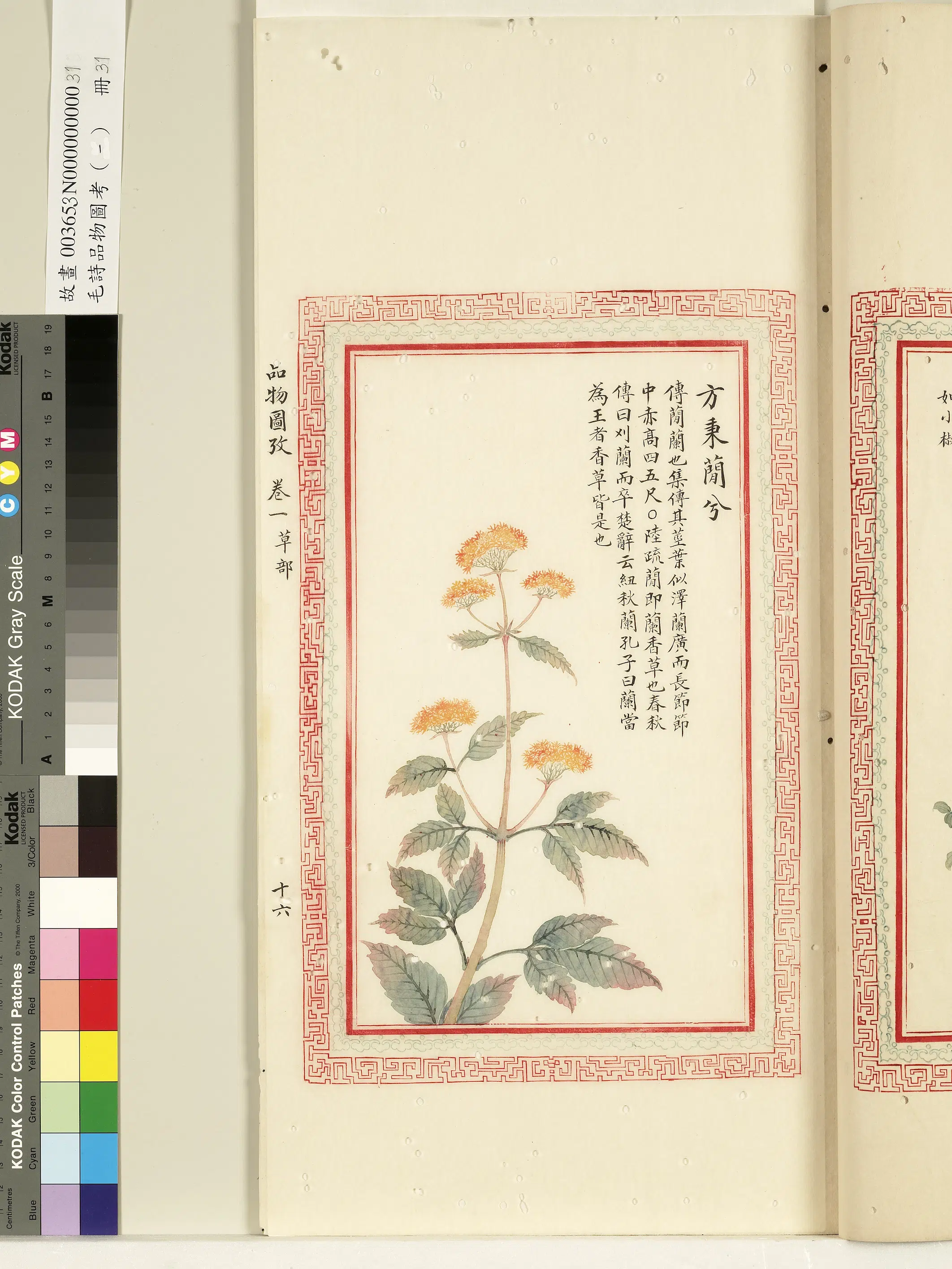 清朝【佚名】《毛诗品物图考（一）册-方秉蕑兮-1》