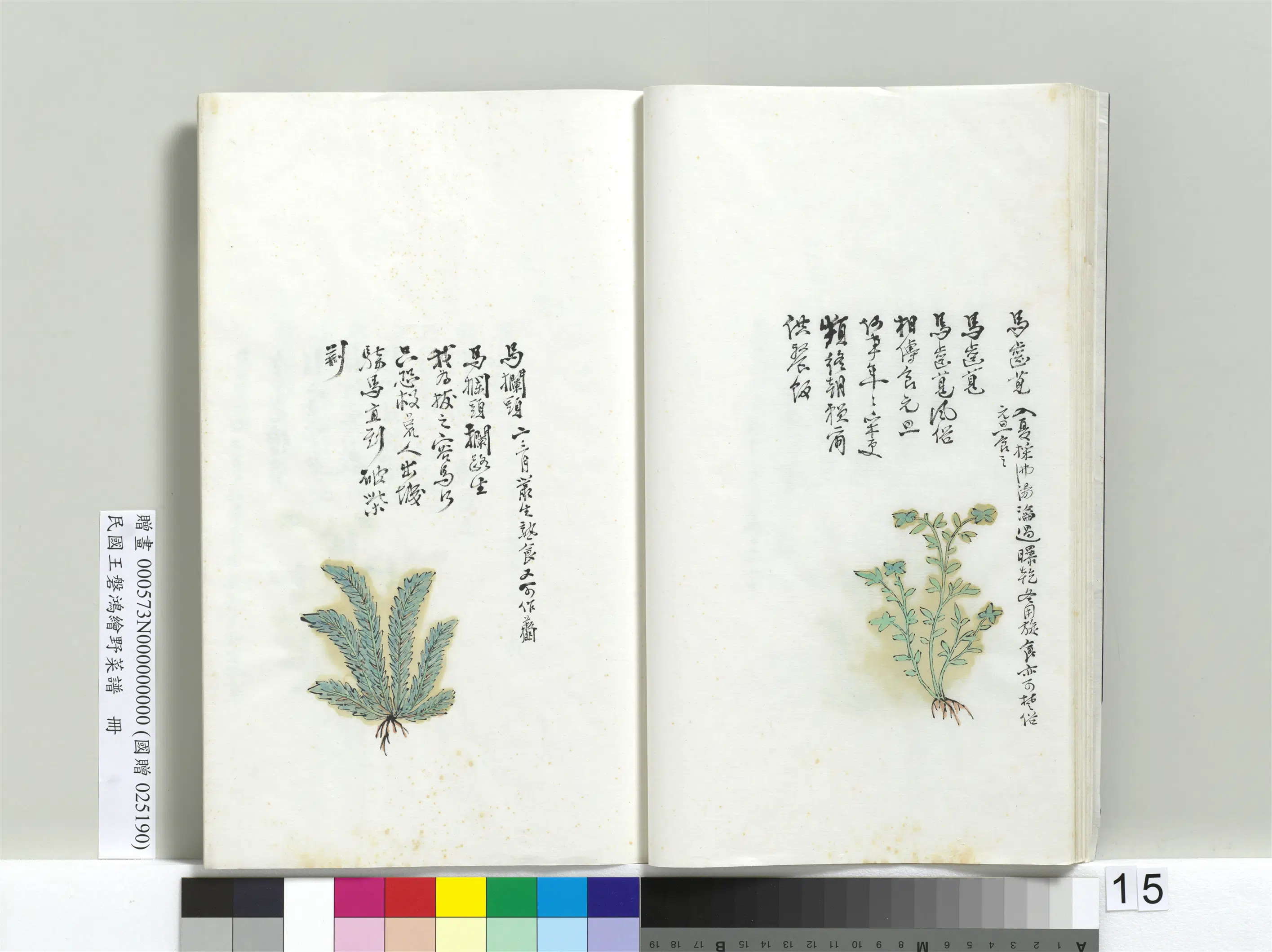 《绘王盘野菜谱册-马齿苋》