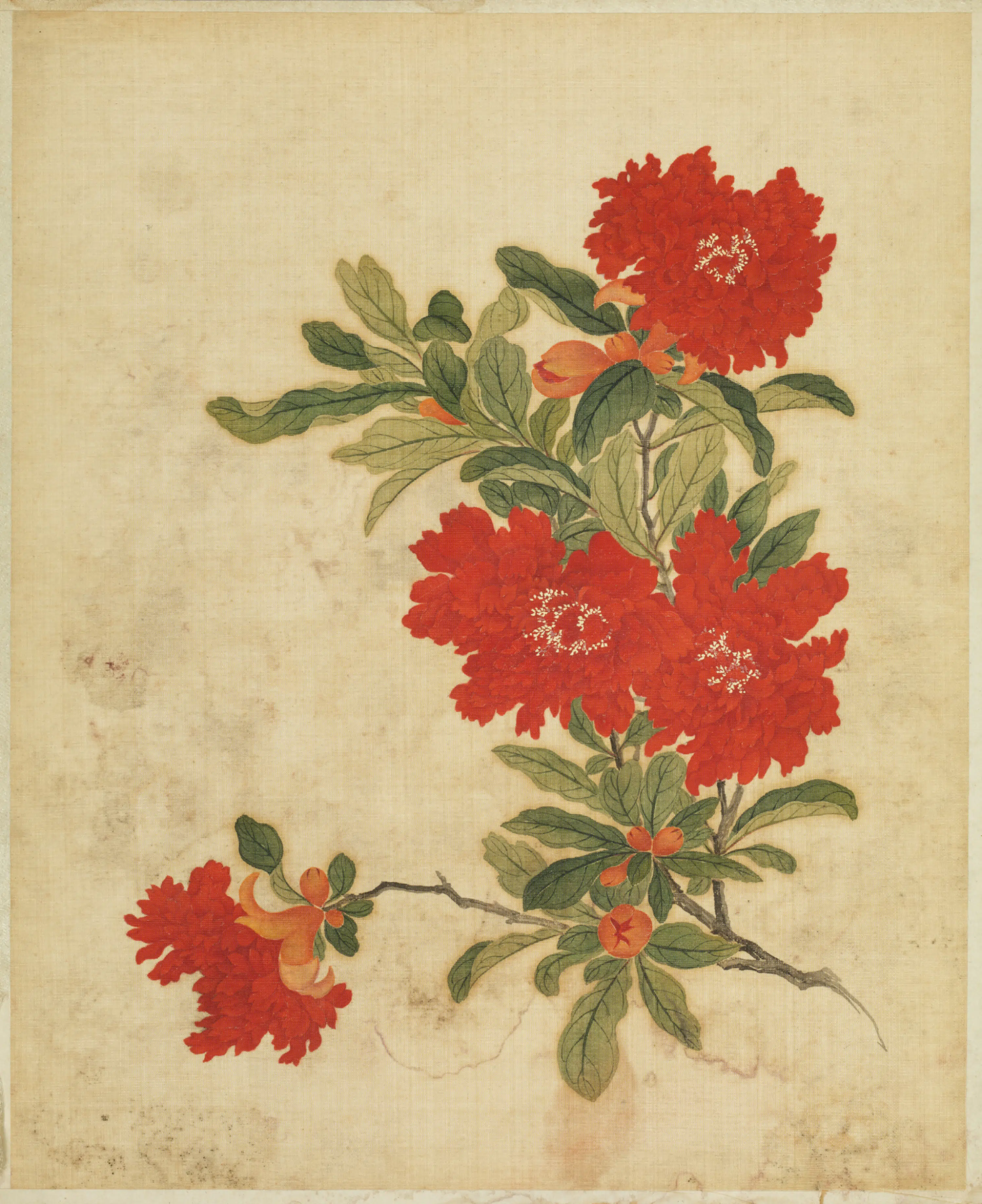 清代【范廷镇】《花卉图册》 第12张