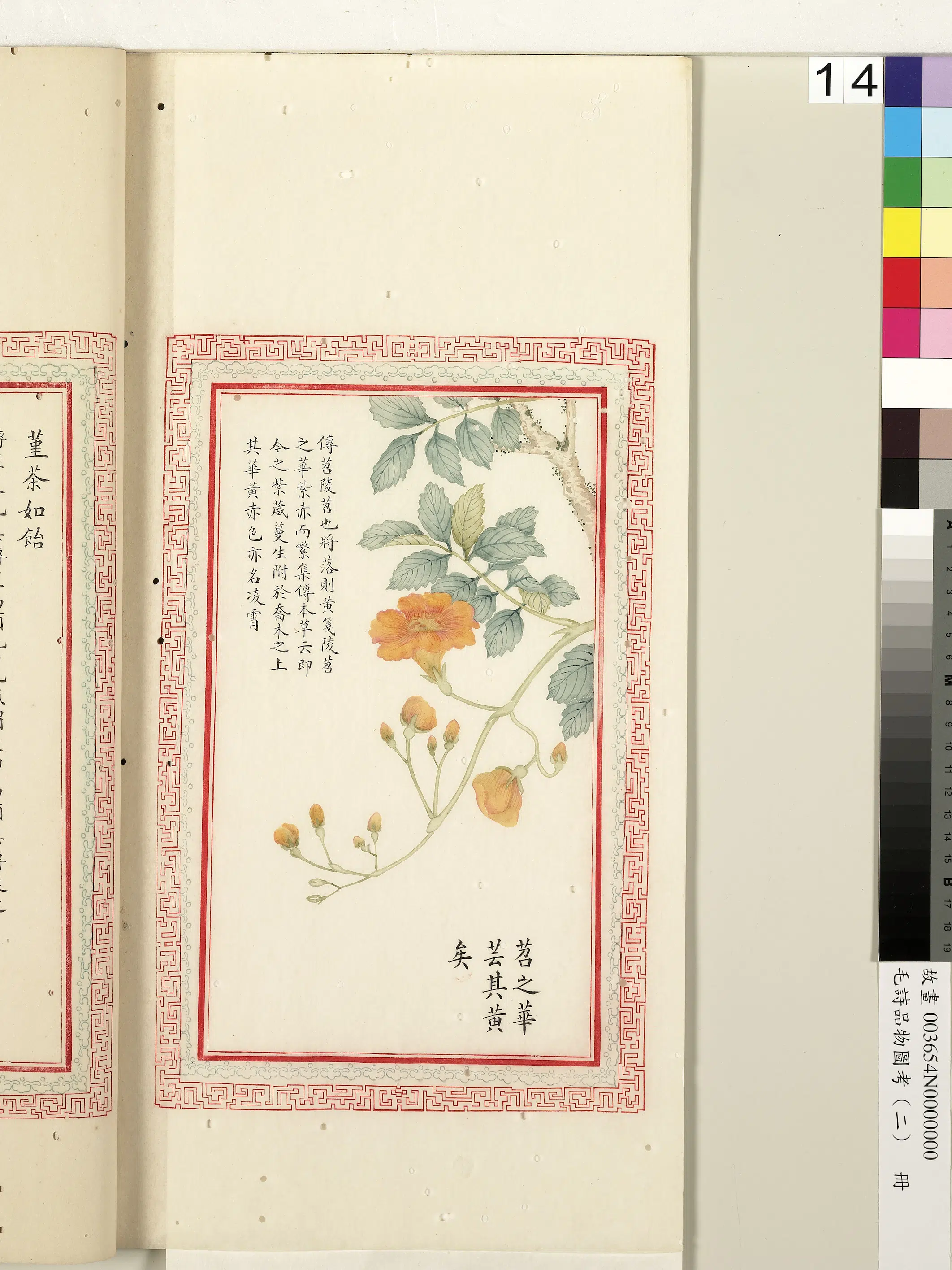 清朝【佚名】《毛诗品物图考（二）册-苕之华芸其黄矣-1》