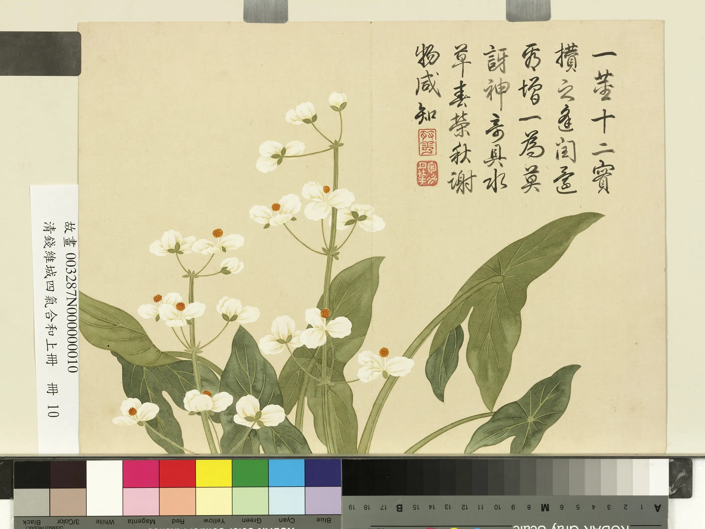 清代【钱维城】《画四气含和上册-水慈菇花》