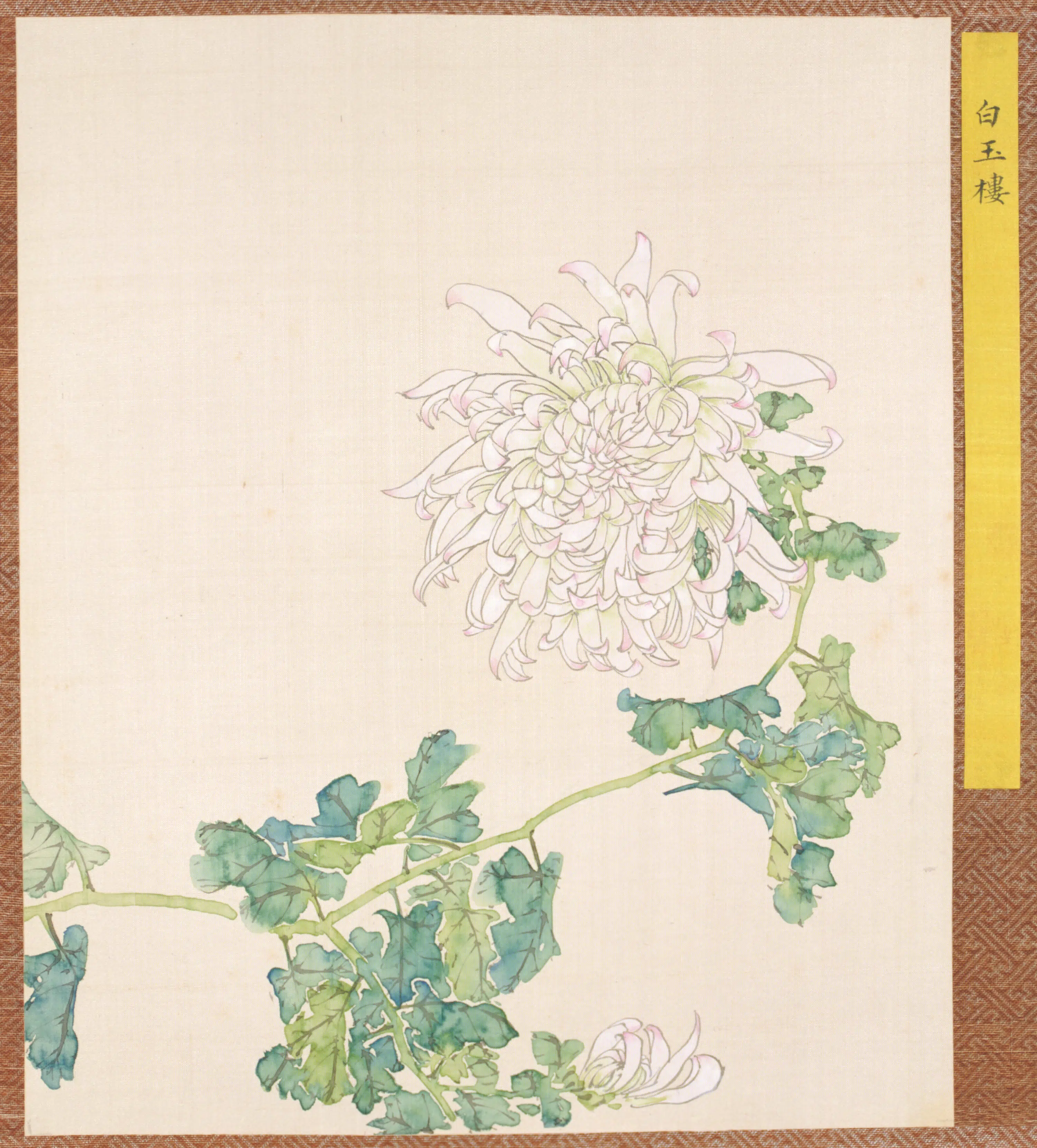 清代【清人】《菊谱册-8》 第1张 清代【清人】《菊谱册-8》 第1张