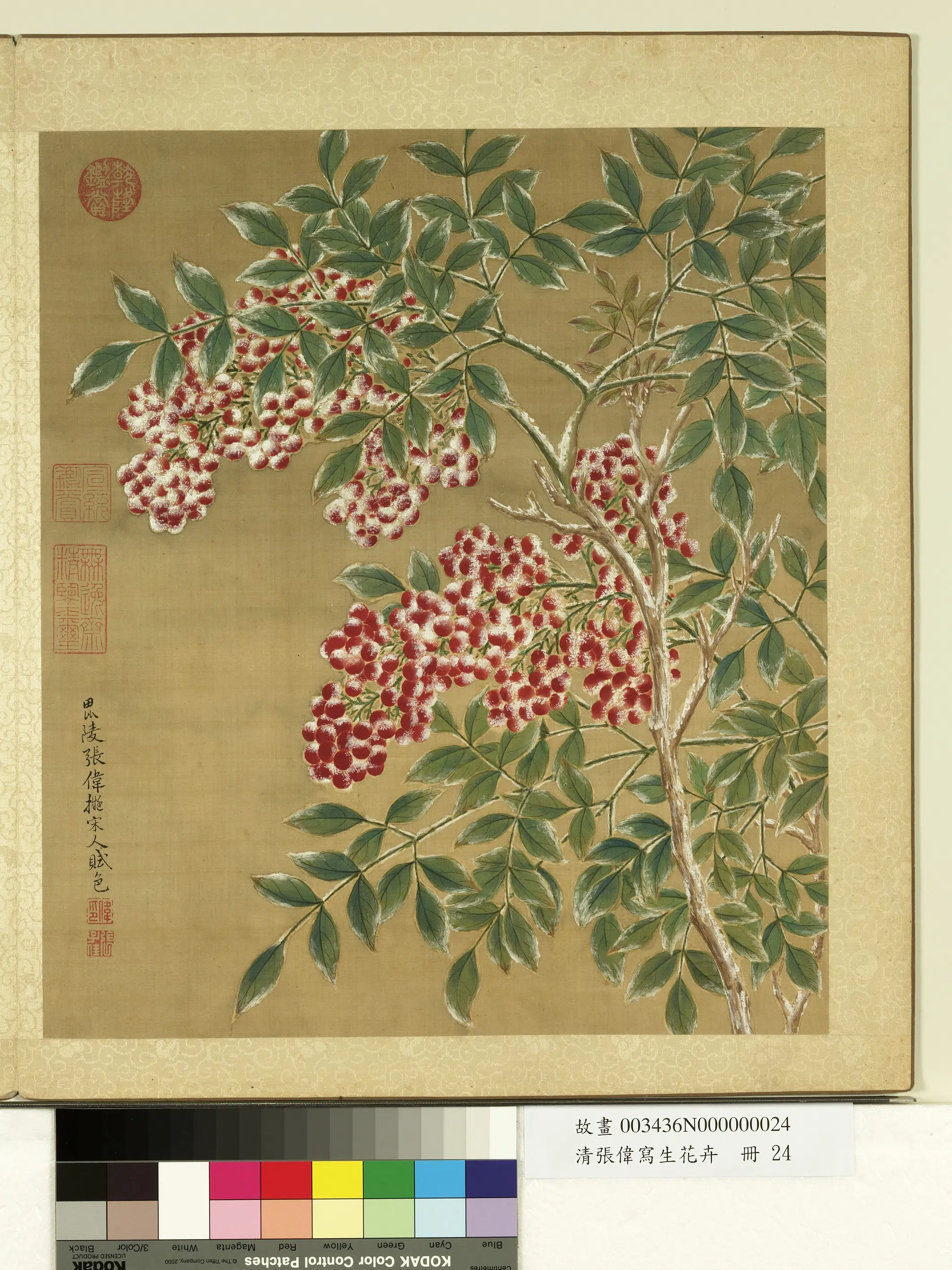 清代【张伟】《写生花卉册-天竹》 第1张