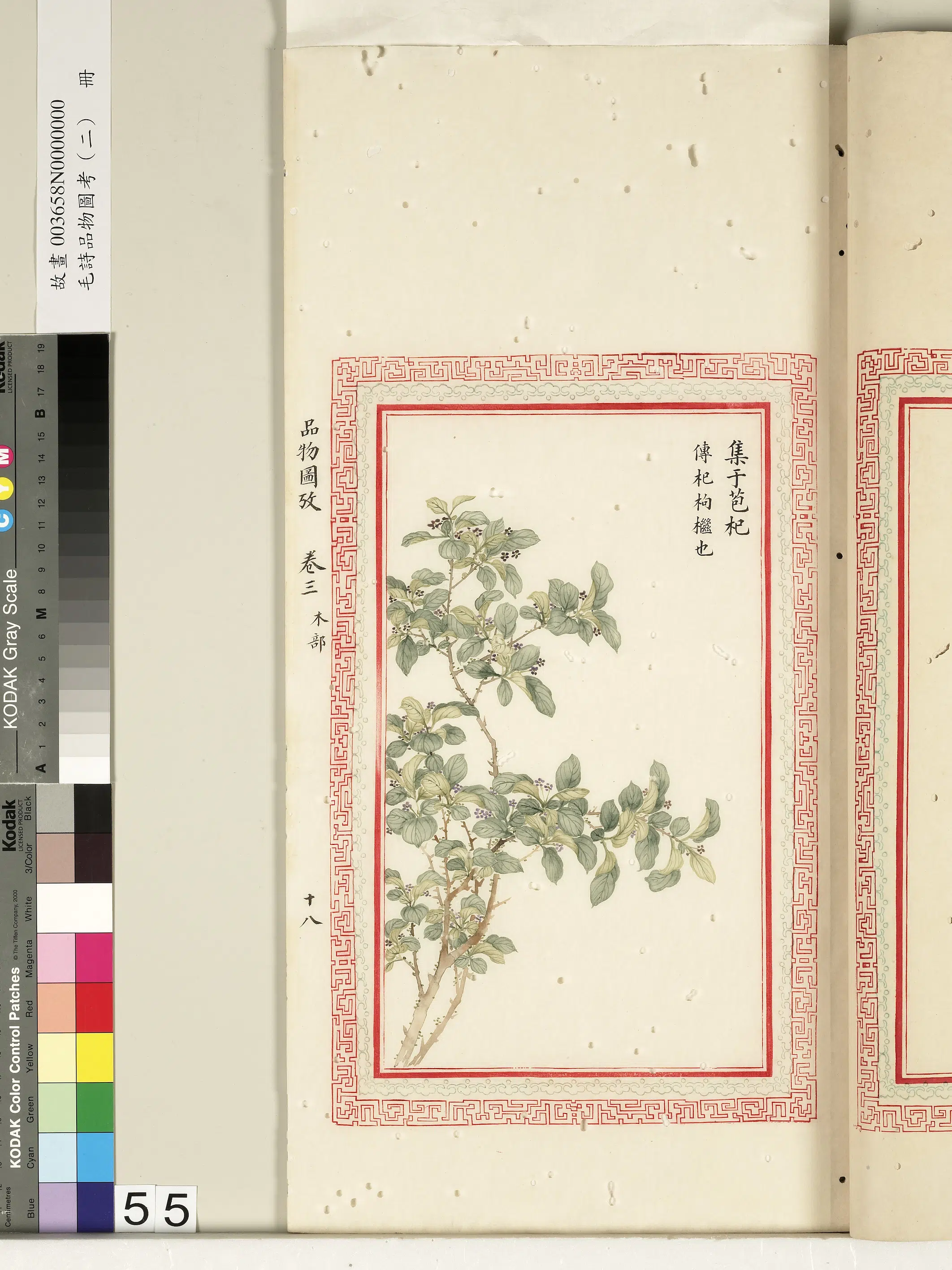 清代《毛诗品物图考（二）册-2》 第61张