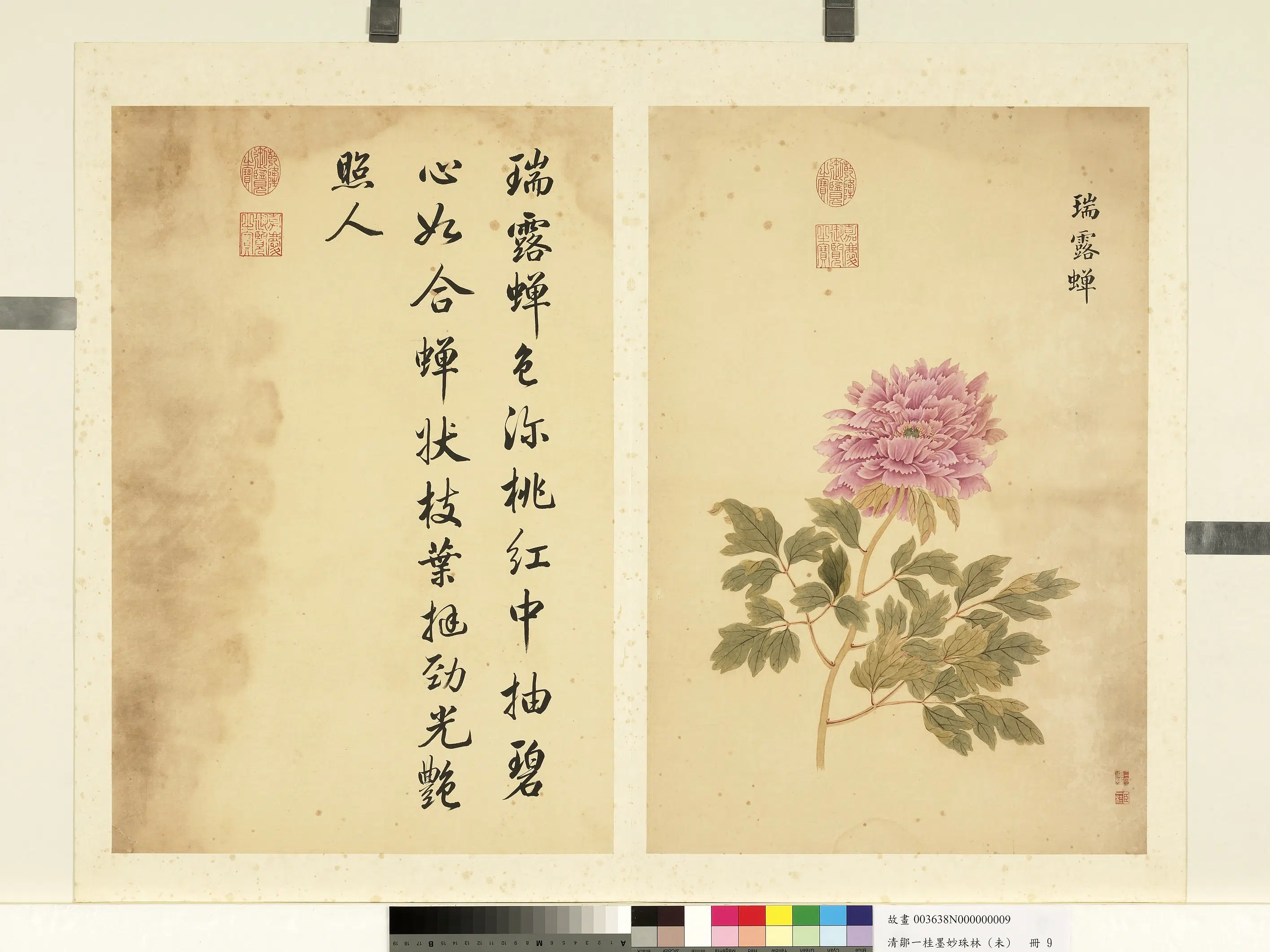 清代【邹一桂】《墨妙珠林（未）册-瑞露蝉》
