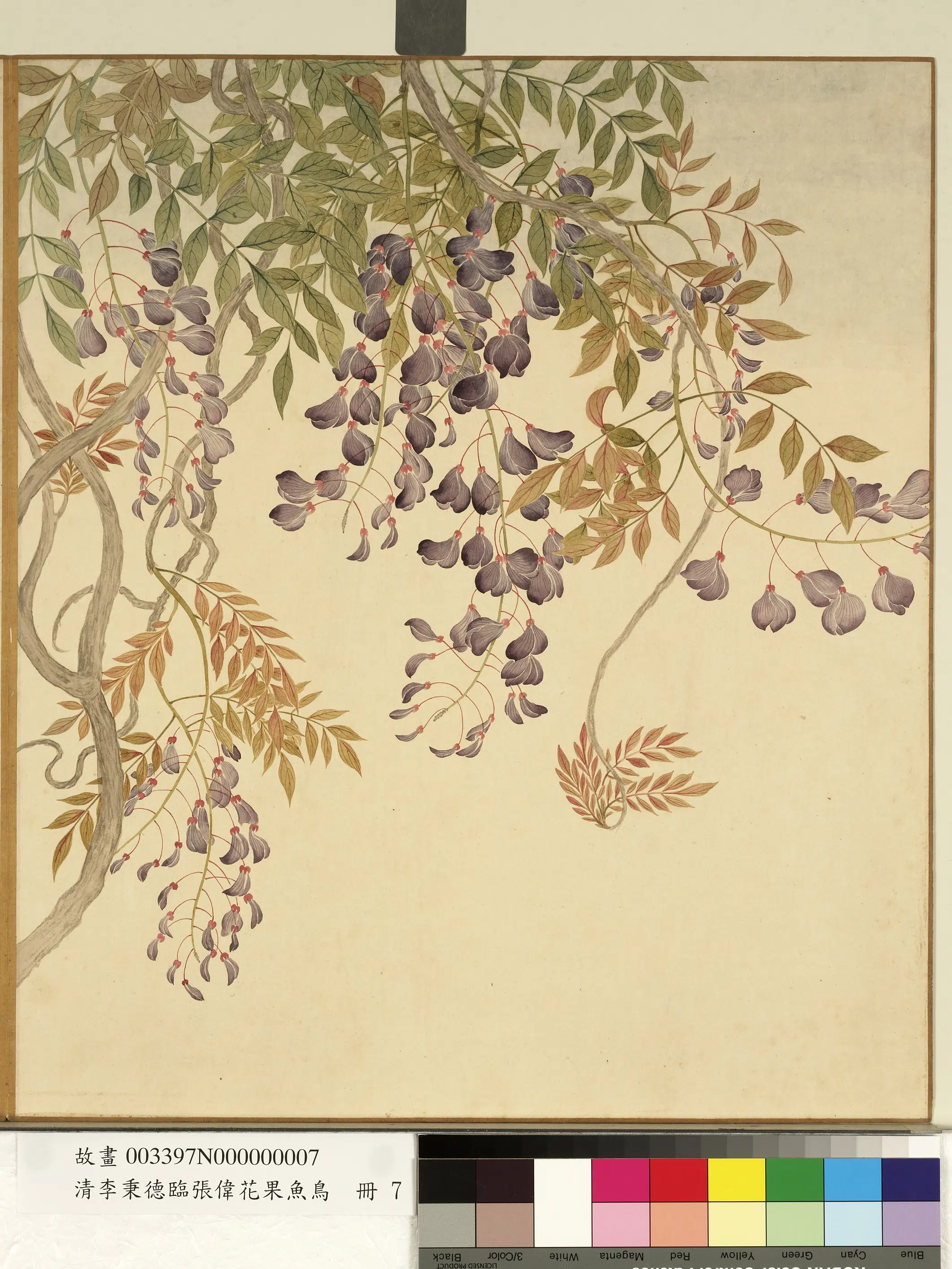 清代【李秉德】《临张伟花果鱼鸟册-藤花》