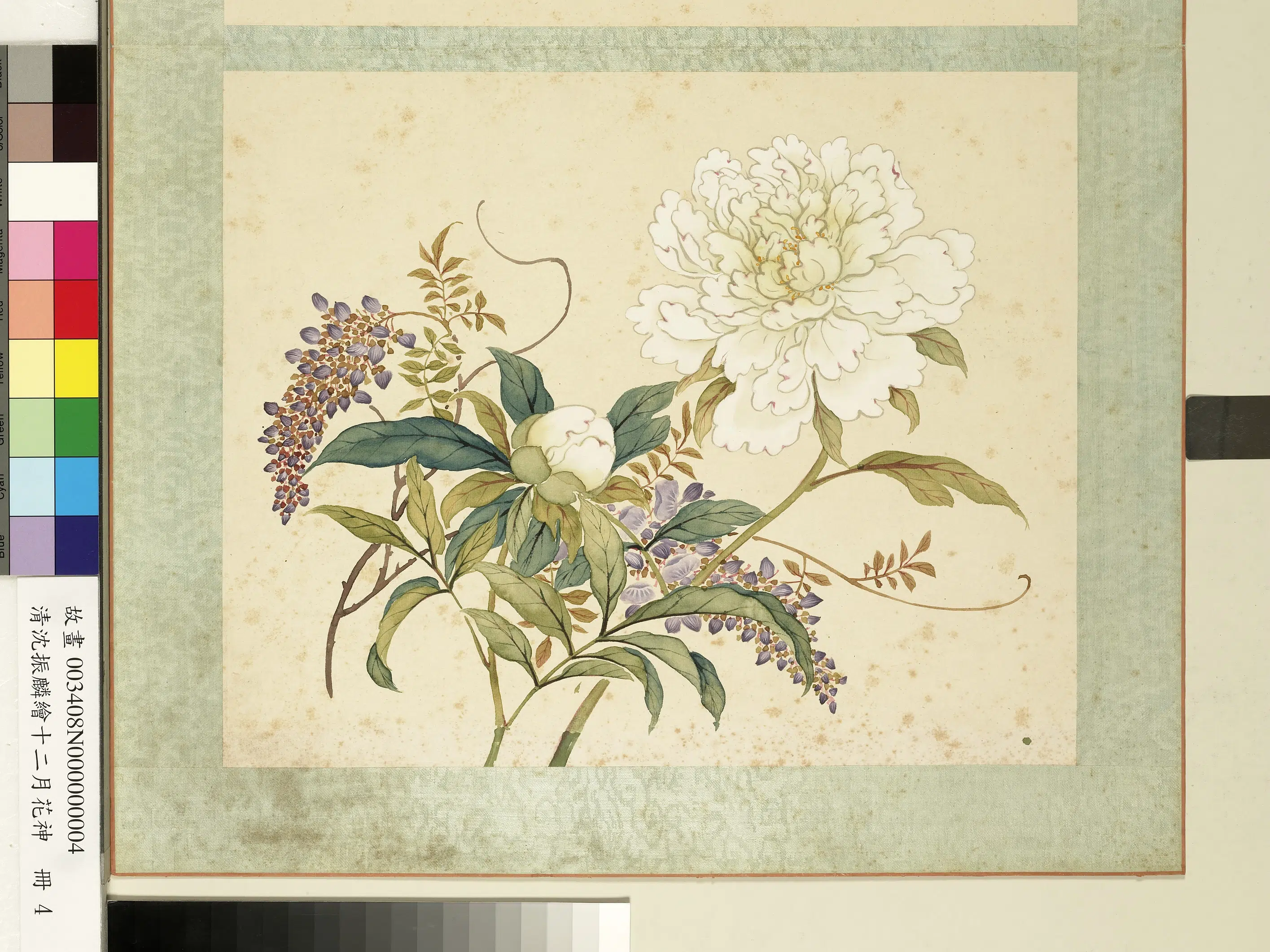清朝【沈振麟】《绘十二月花神册_芍药紫藤》