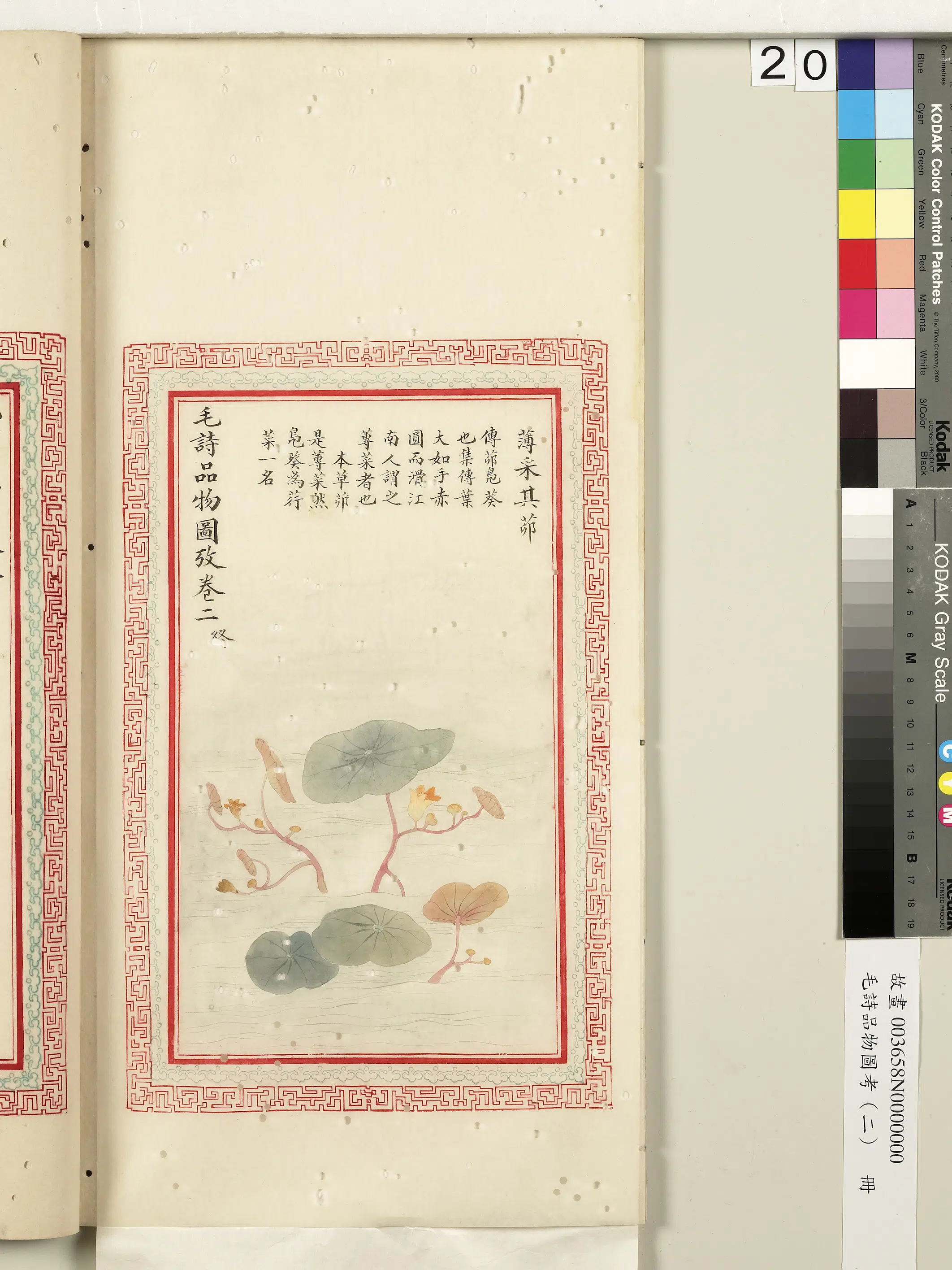 清朝【佚名】《毛诗品物图考（二）册-薄采其茆-2》