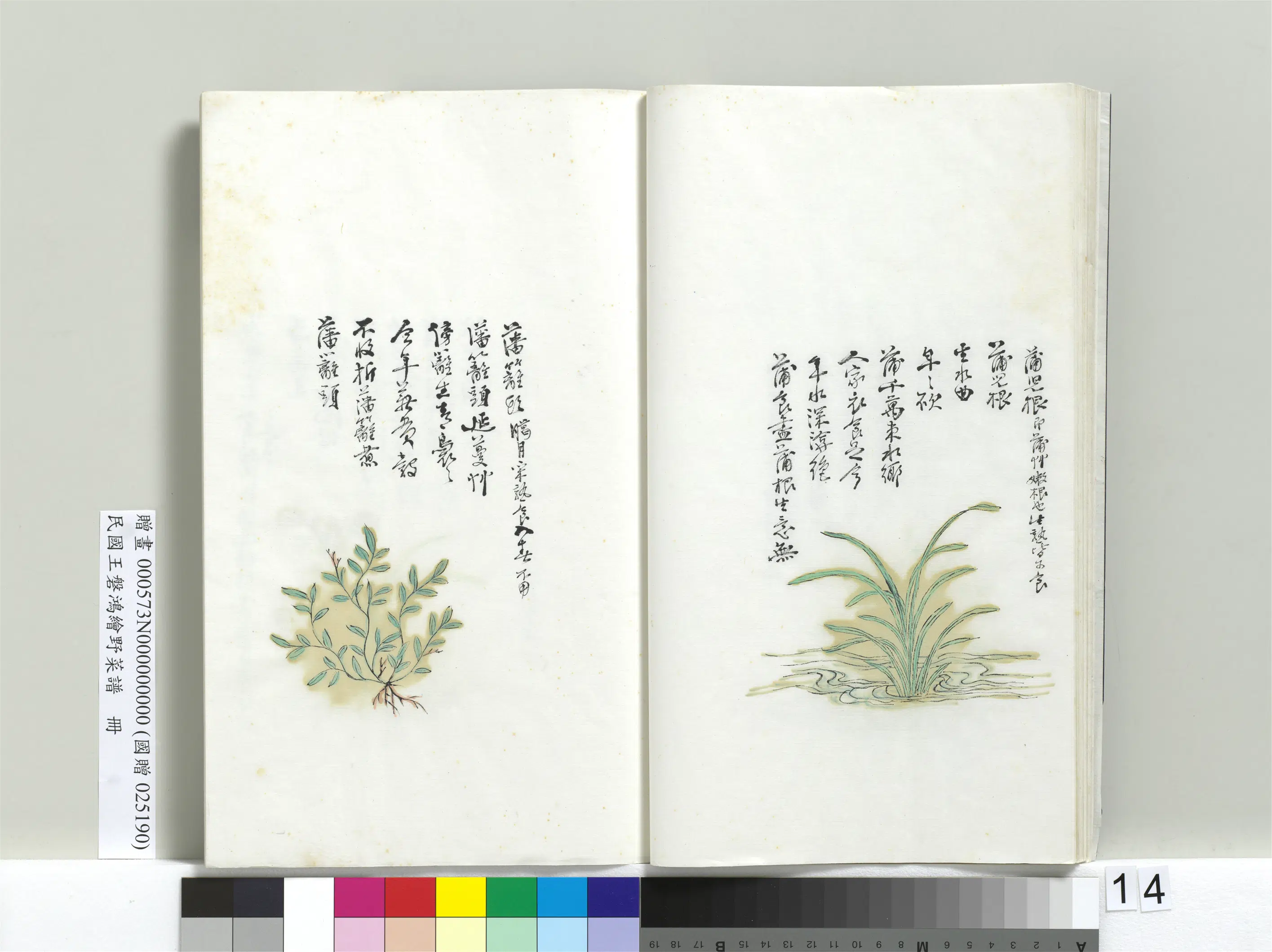《绘王盘野菜谱册-藩篱头》
