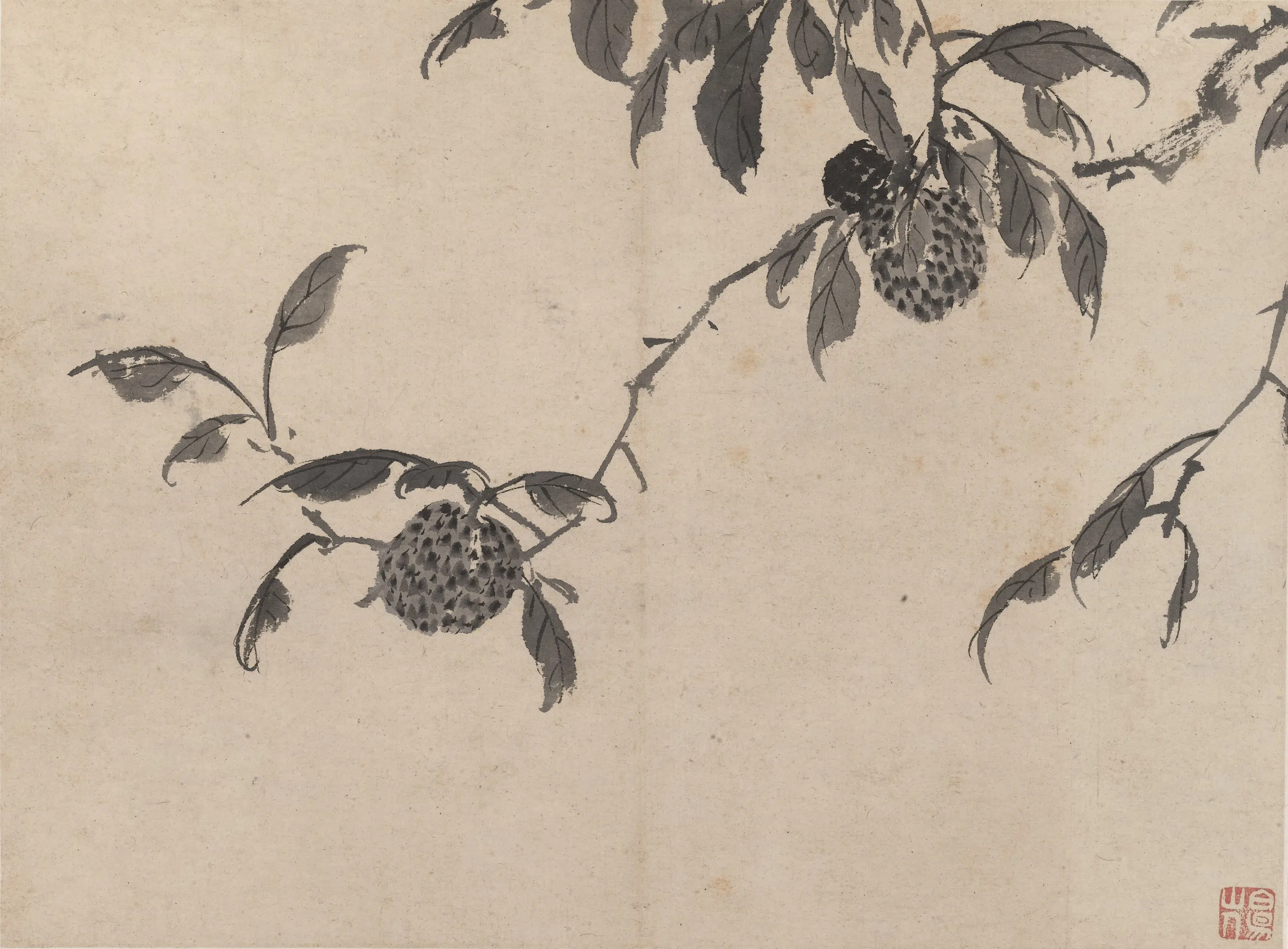 明朝【陈淳（道复）】《墨花图册》 第2张