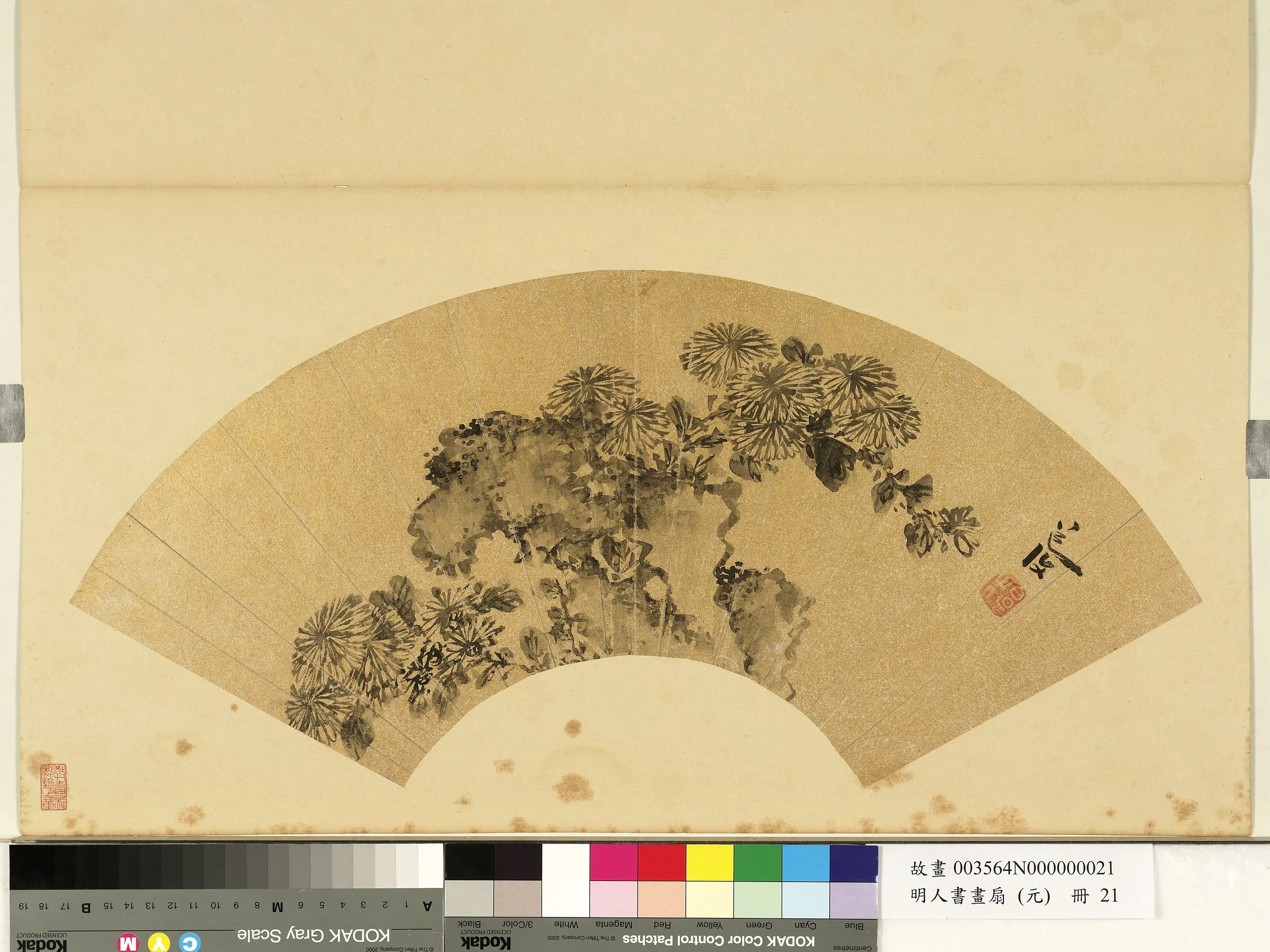 明朝【陈淳（道复）】《明人画扇（元）册-菊石》