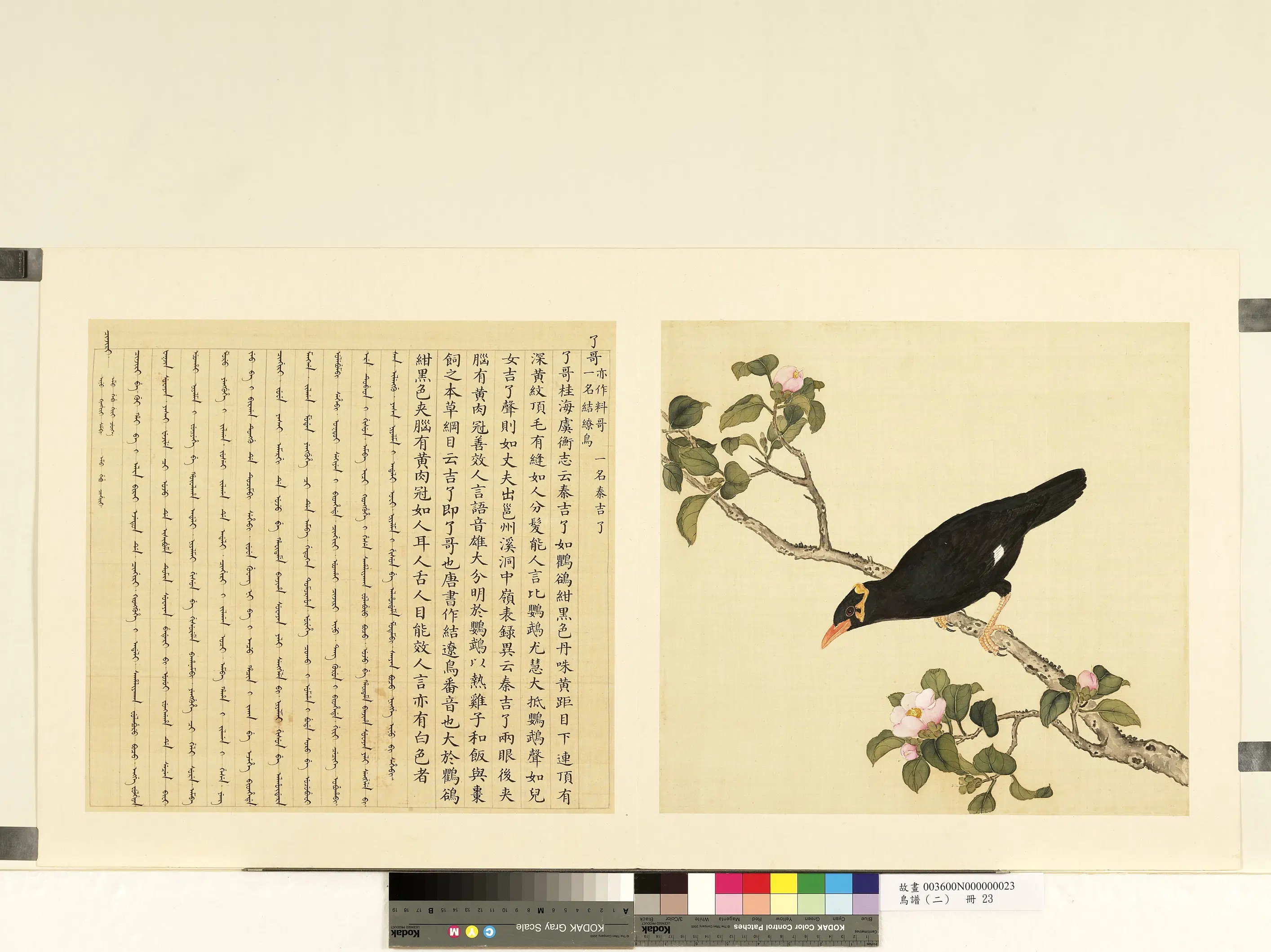 《鸟谱（二）册》