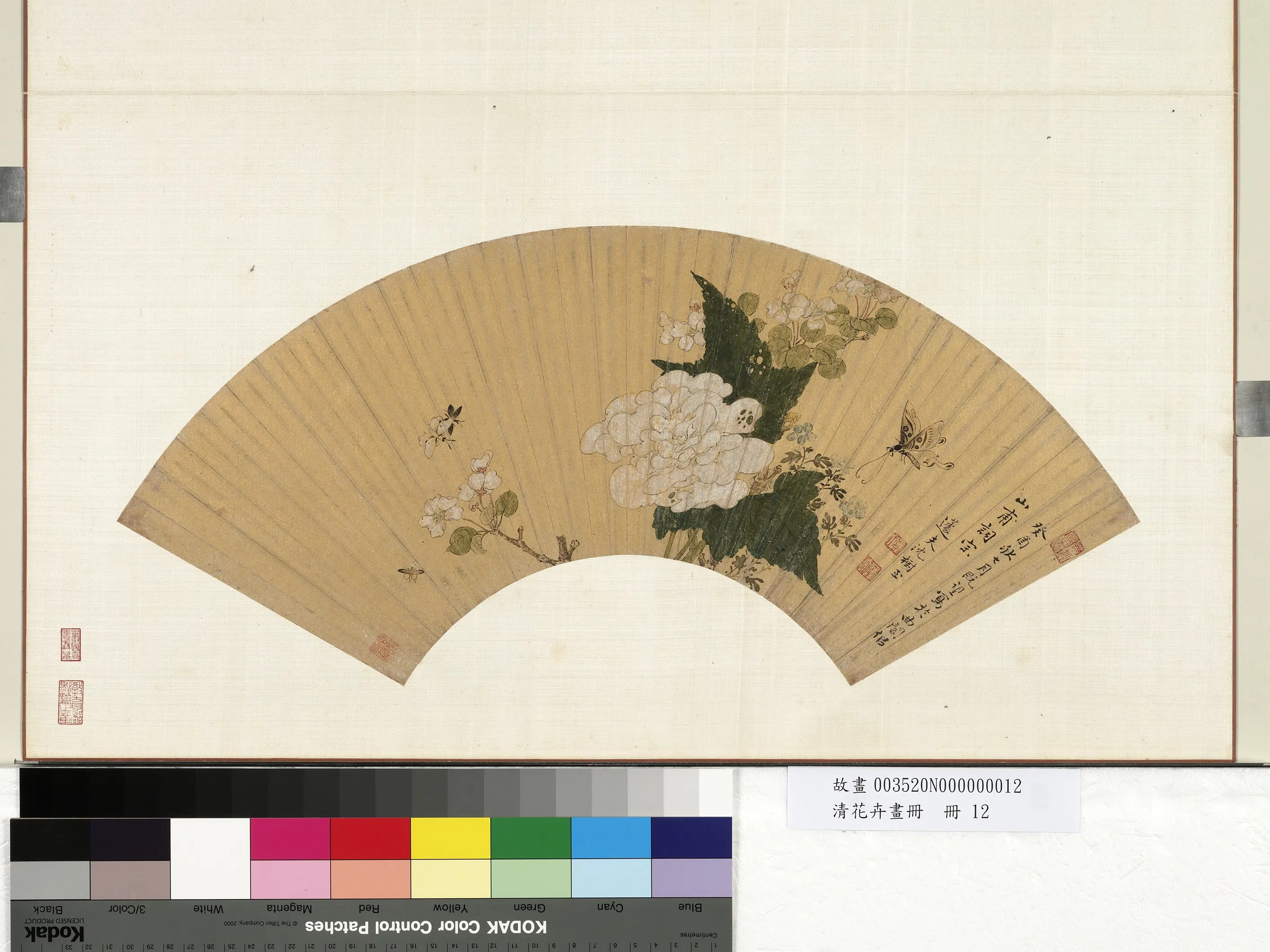 《花卉画册-6》 第7张