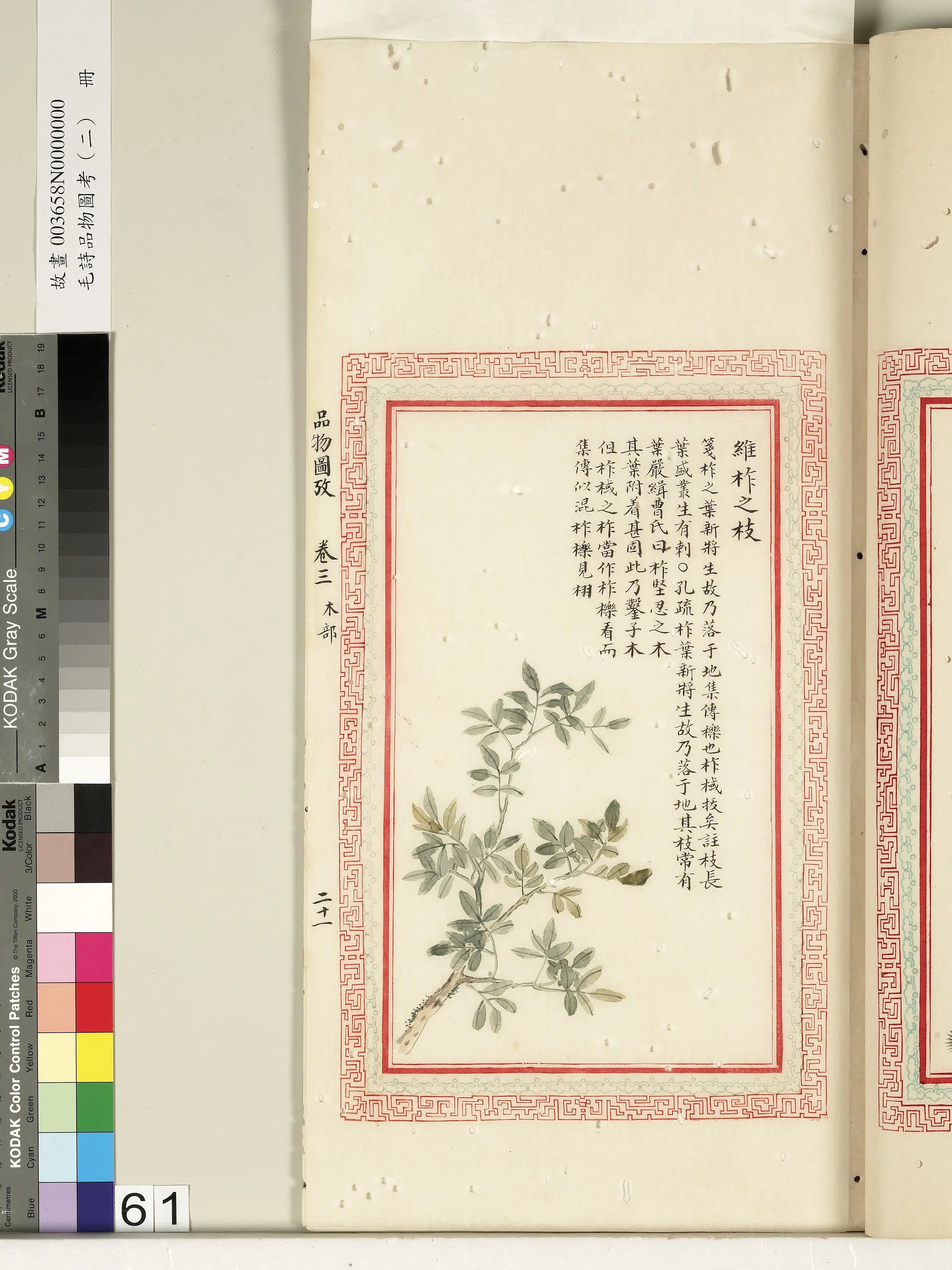 清代《毛诗品物图考（二）册-2》 第39张