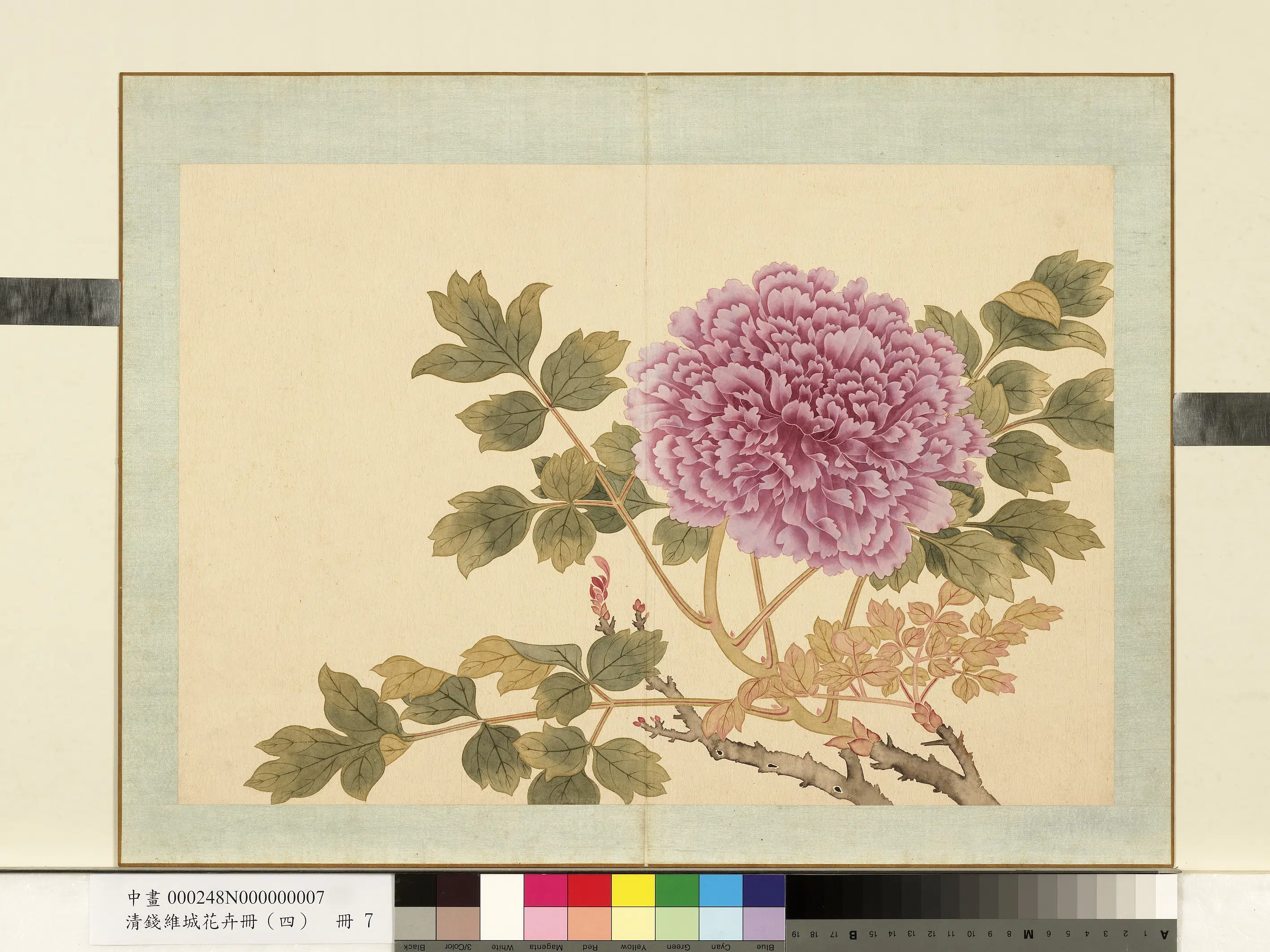 清代【钱维城】《花卉册(四)册》 第3张 清代【钱维城】《花卉册(四)册》 第3张