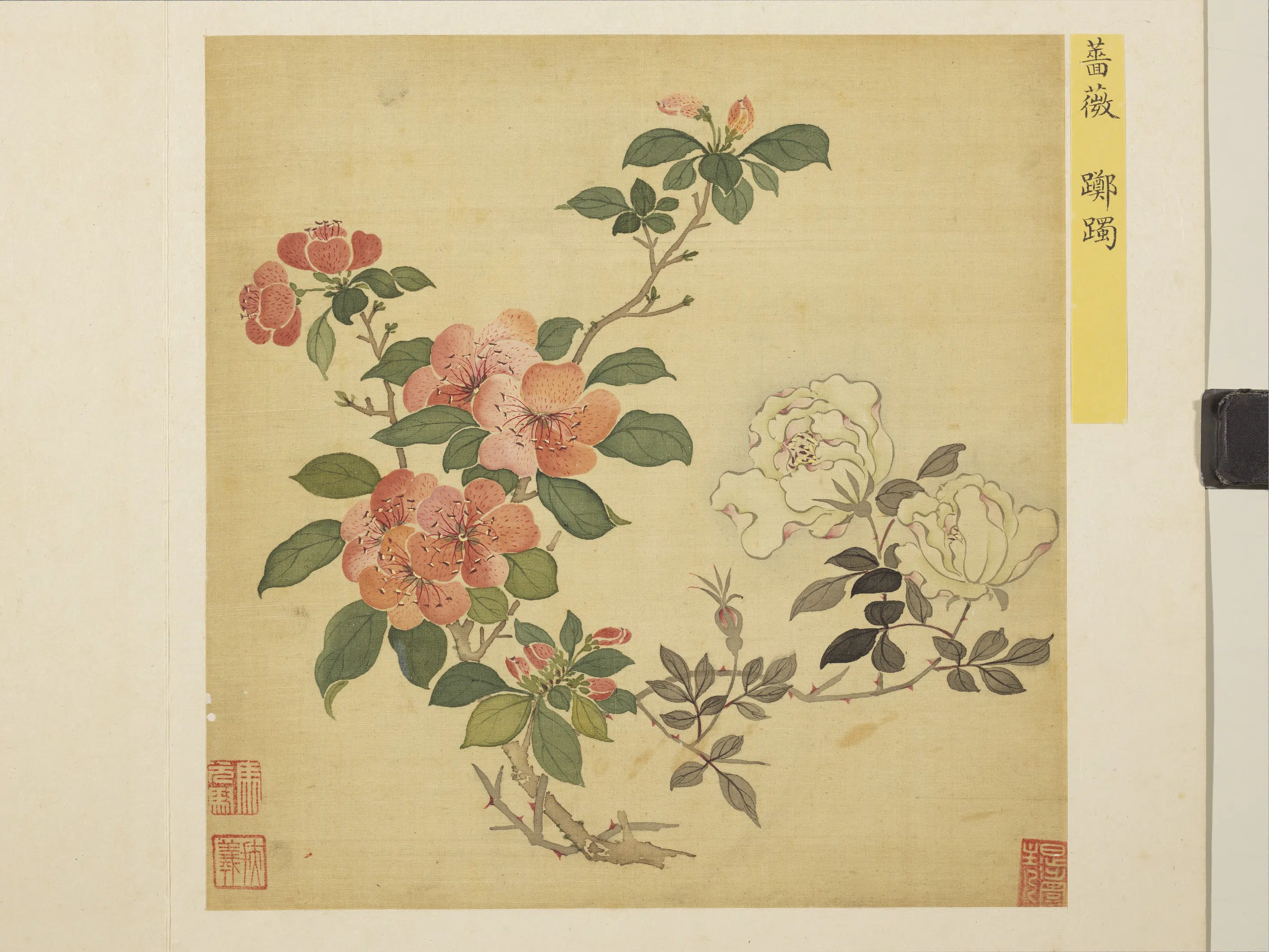 清朝【马元驭】《花卉册-蔷薇踯躅》