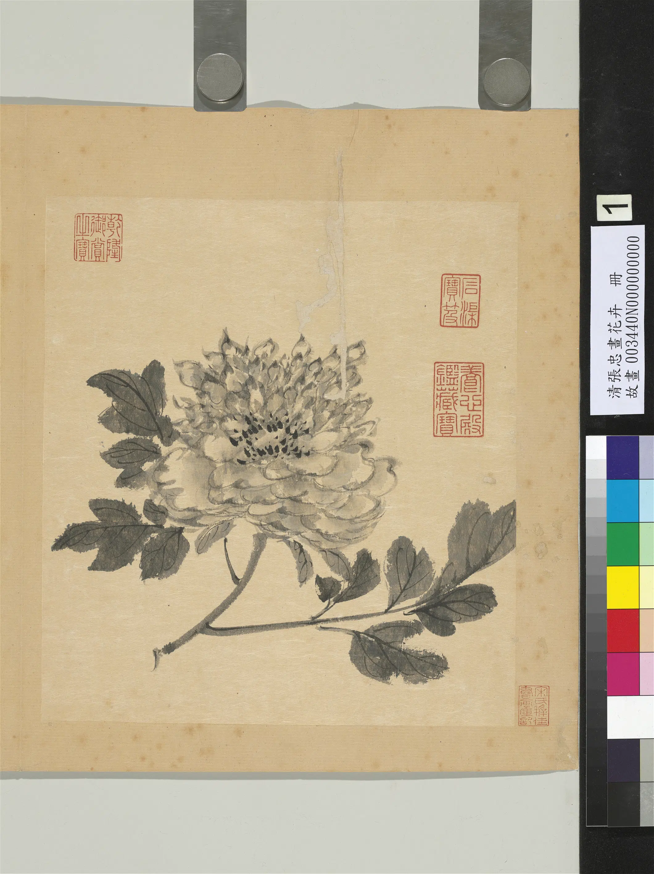 清代【张忠】《画花卉册-牡丹》