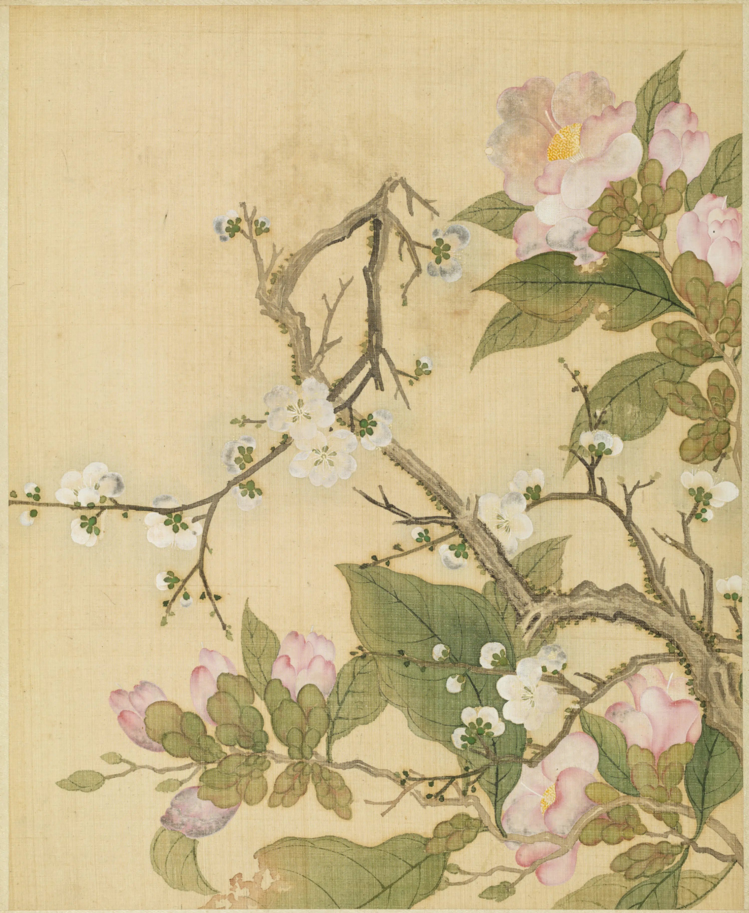 清代【范廷镇】《花卉图册》