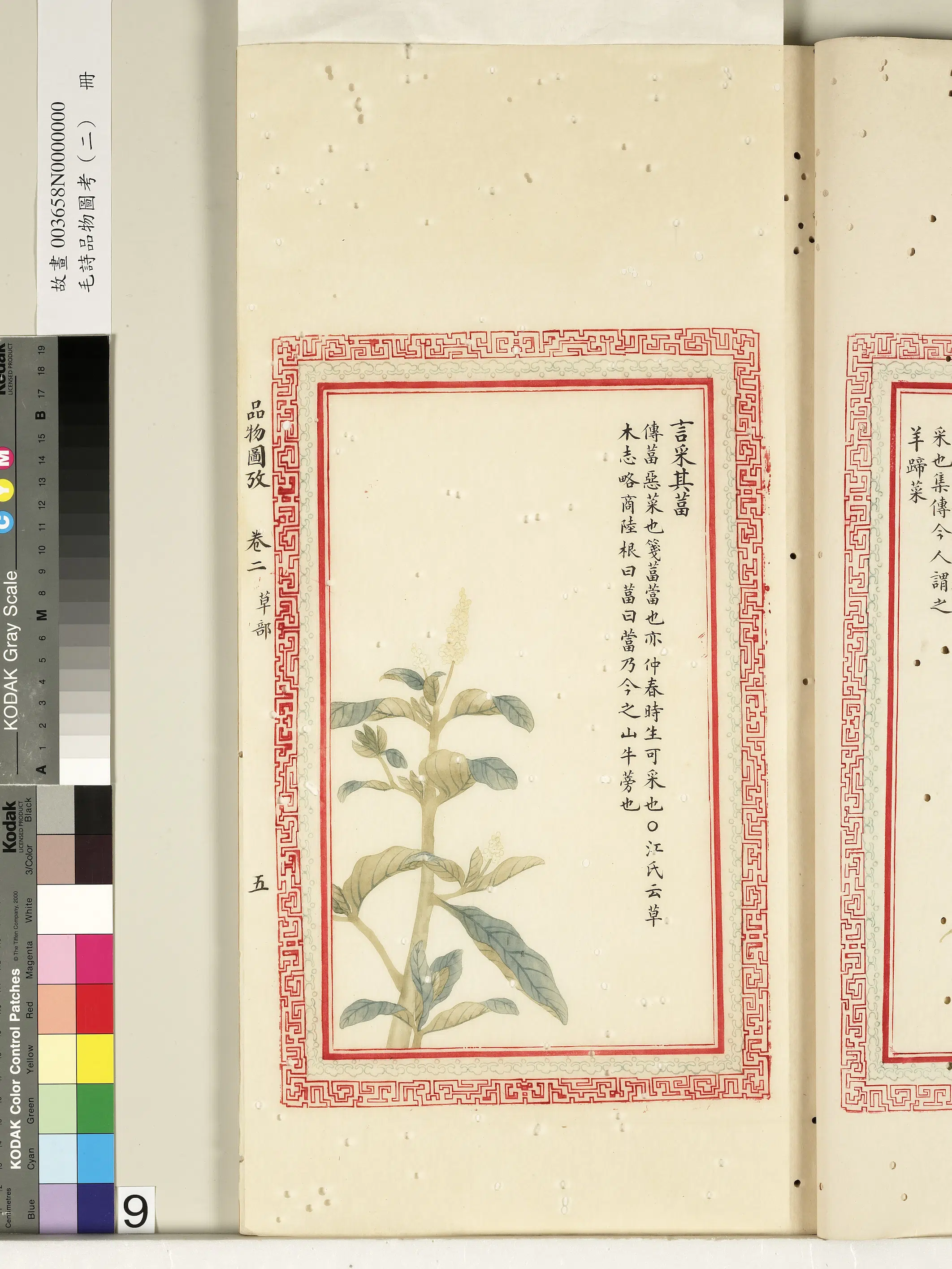 清朝【佚名】《毛诗品物图考（二）册-言采其葍-2》